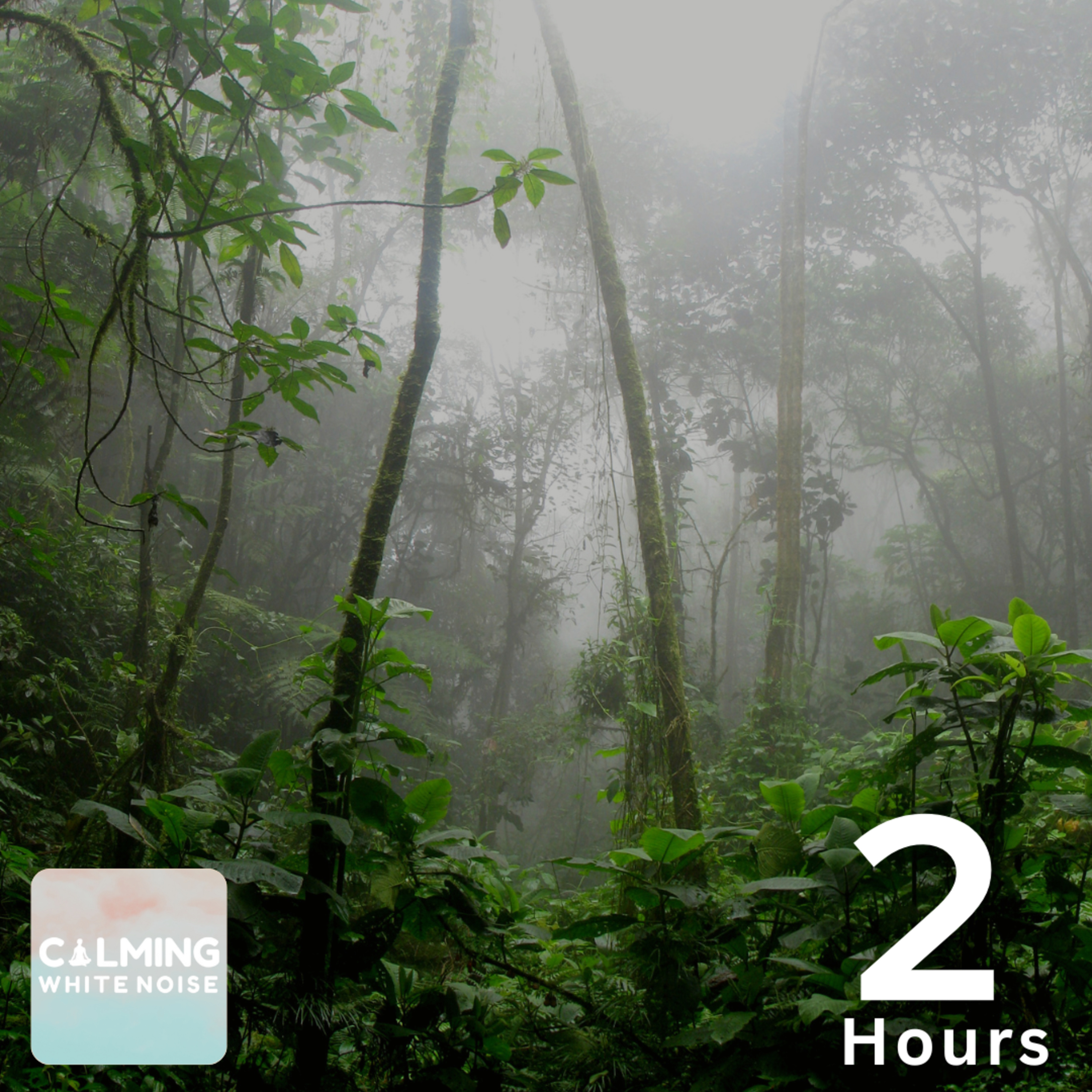 Rainforest Rain Sounds for Sleep 🌧️ | Jungle Night Ambience with Crickets
