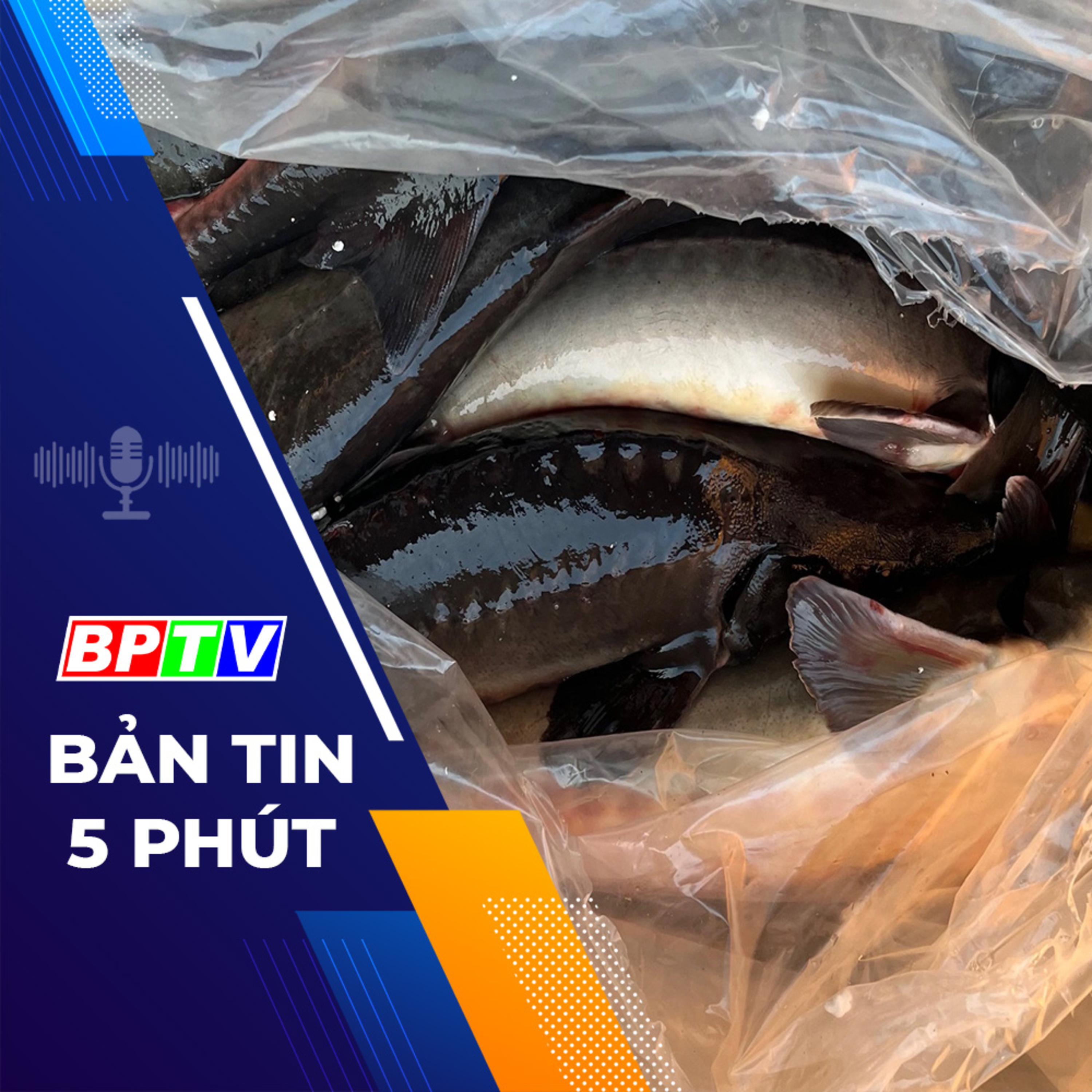 5 phút trưa nay 25-12-2023 episode artwork