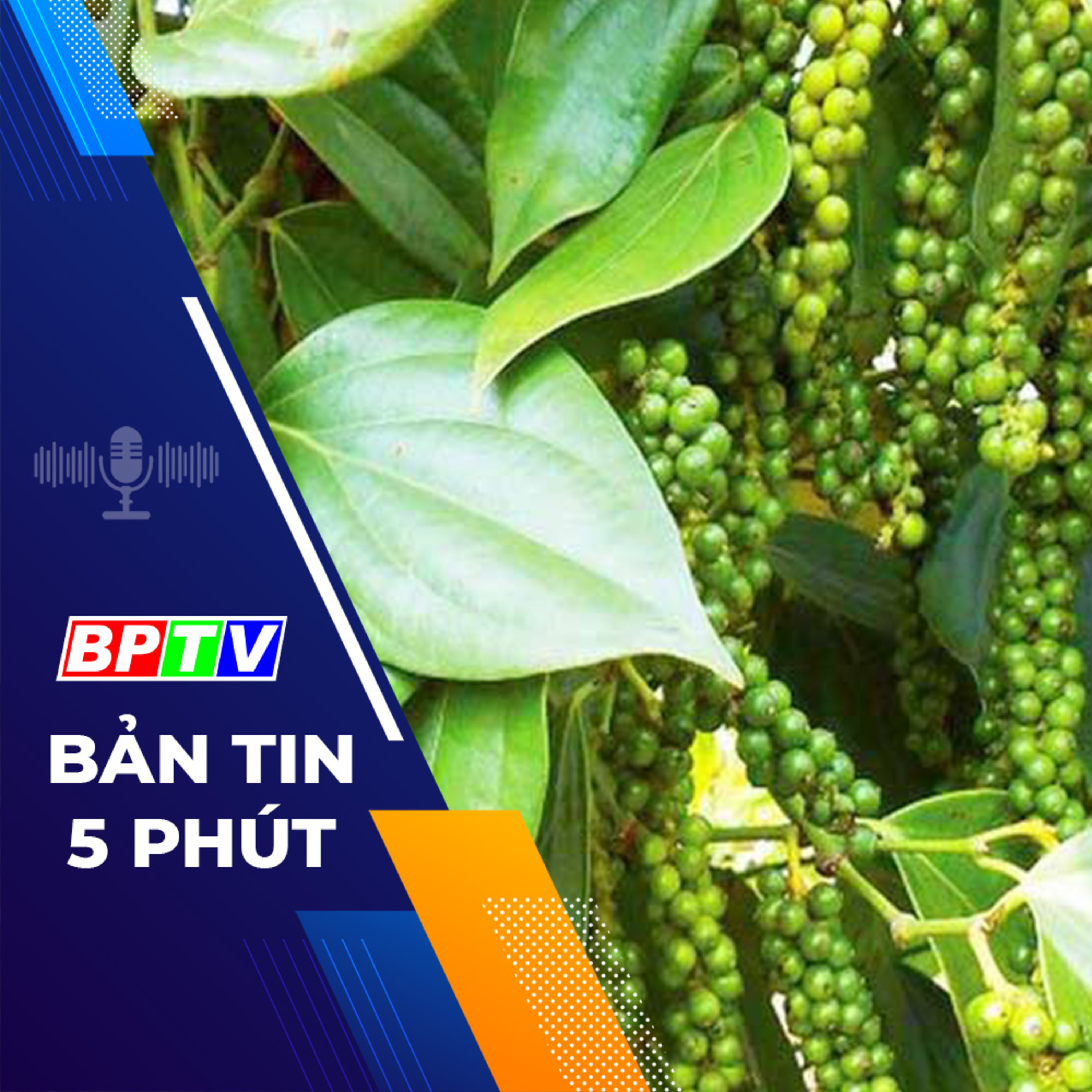 5 phút tối nay 25-12-2023  episode artwork
