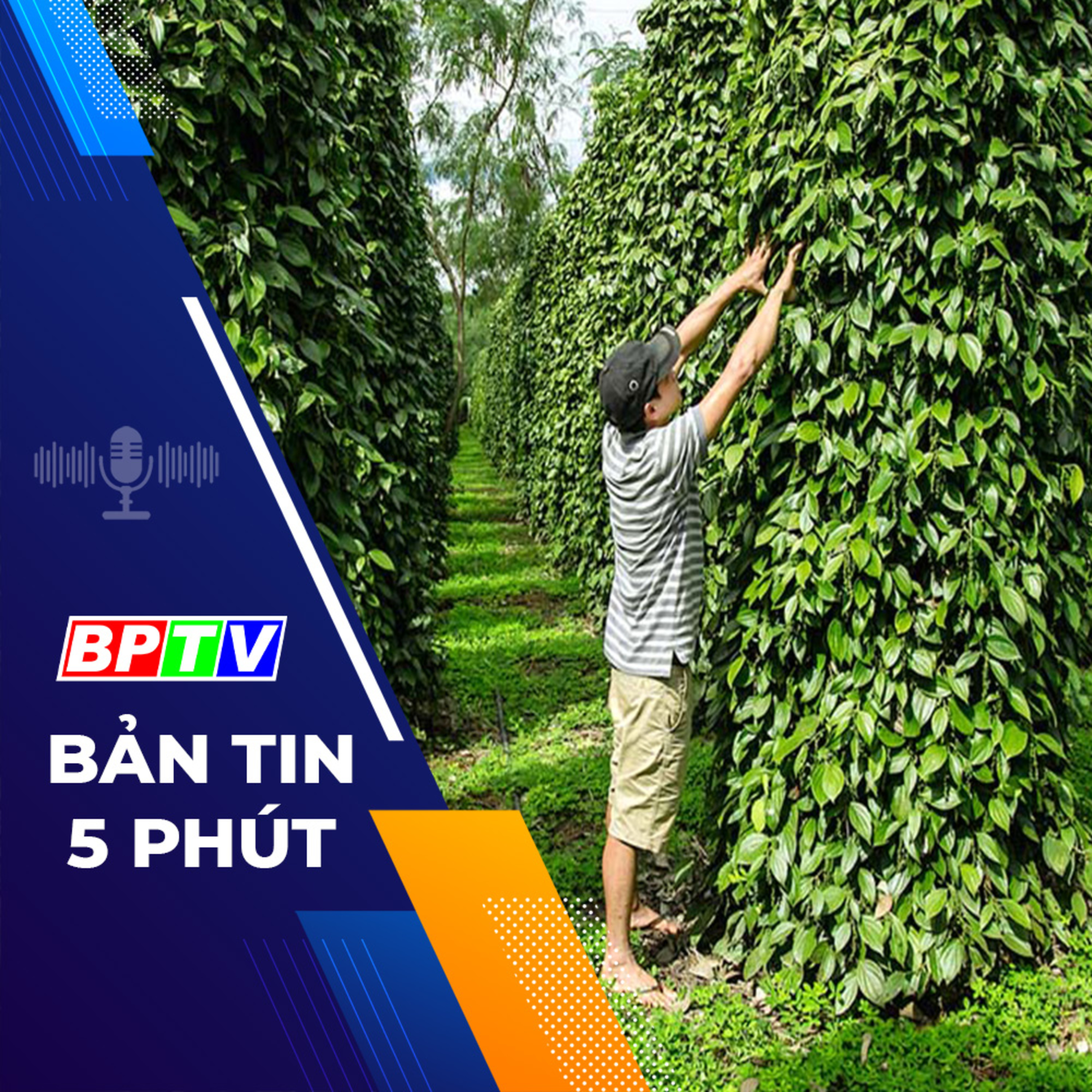 5 phút tối nay 24-1-2024  episode artwork