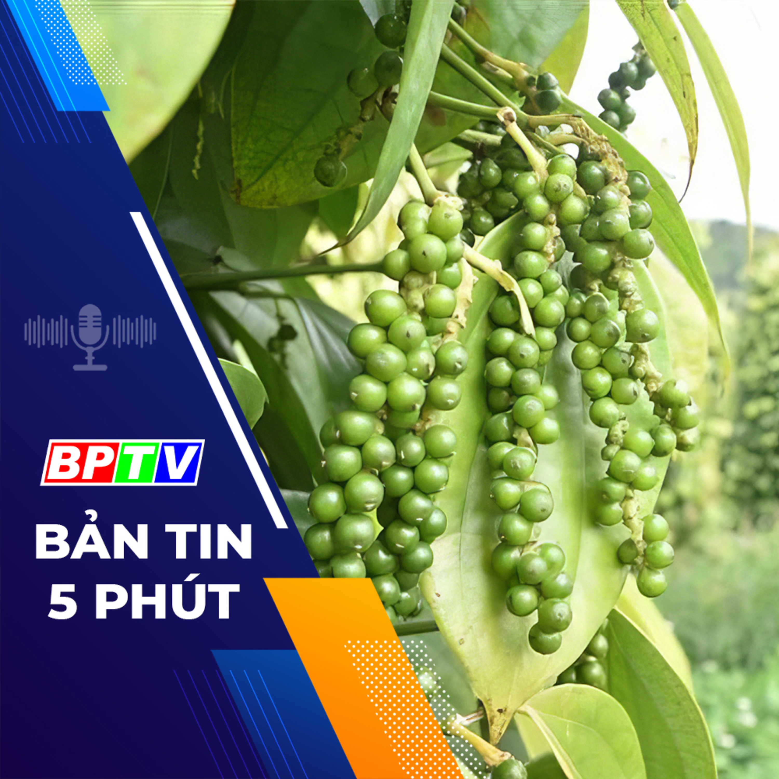 5 phút trưa nay 5-3-2024 episode artwork