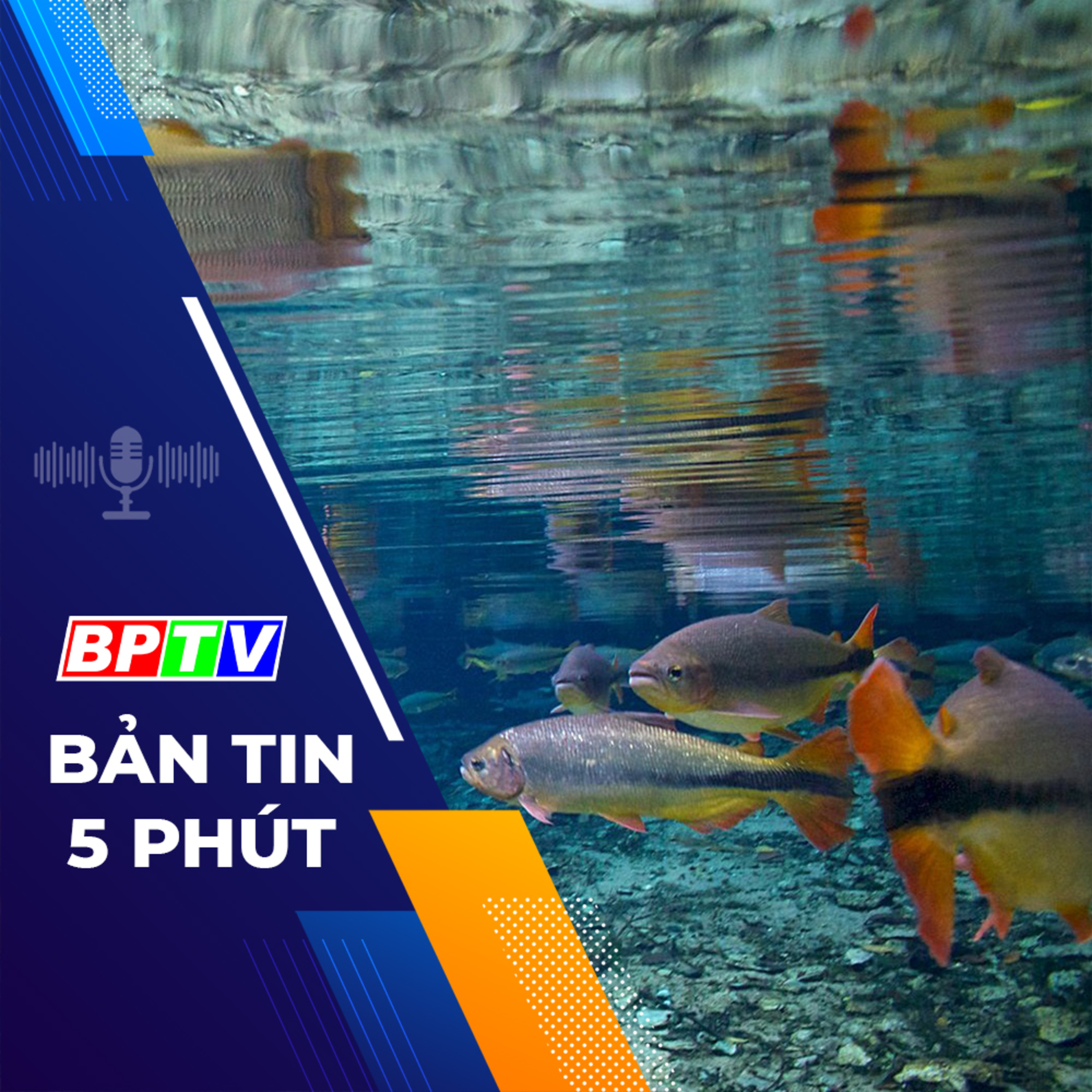5 phút tối nay 9-3-2024 episode artwork