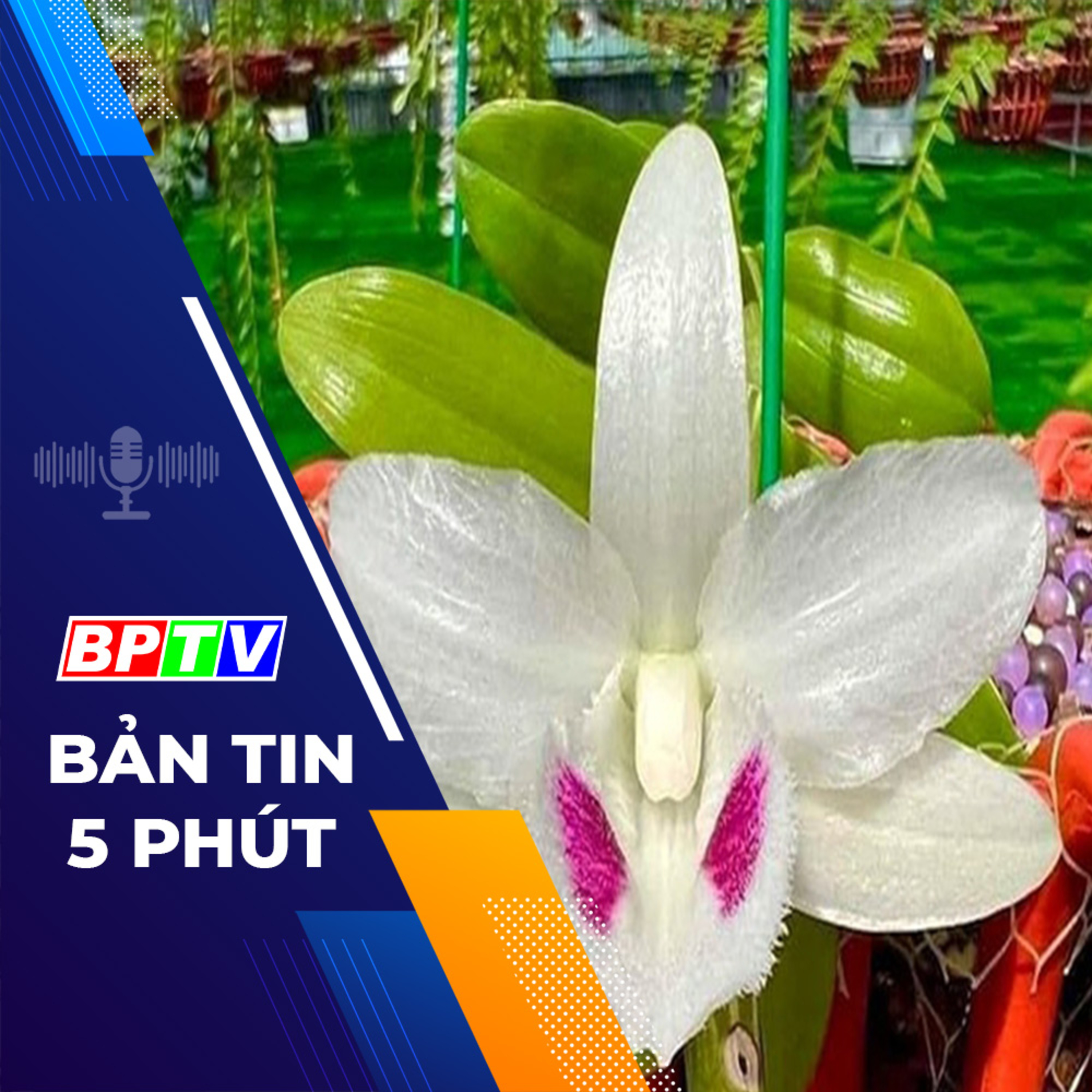 5 phút trưa nay 12-3-2024 episode artwork