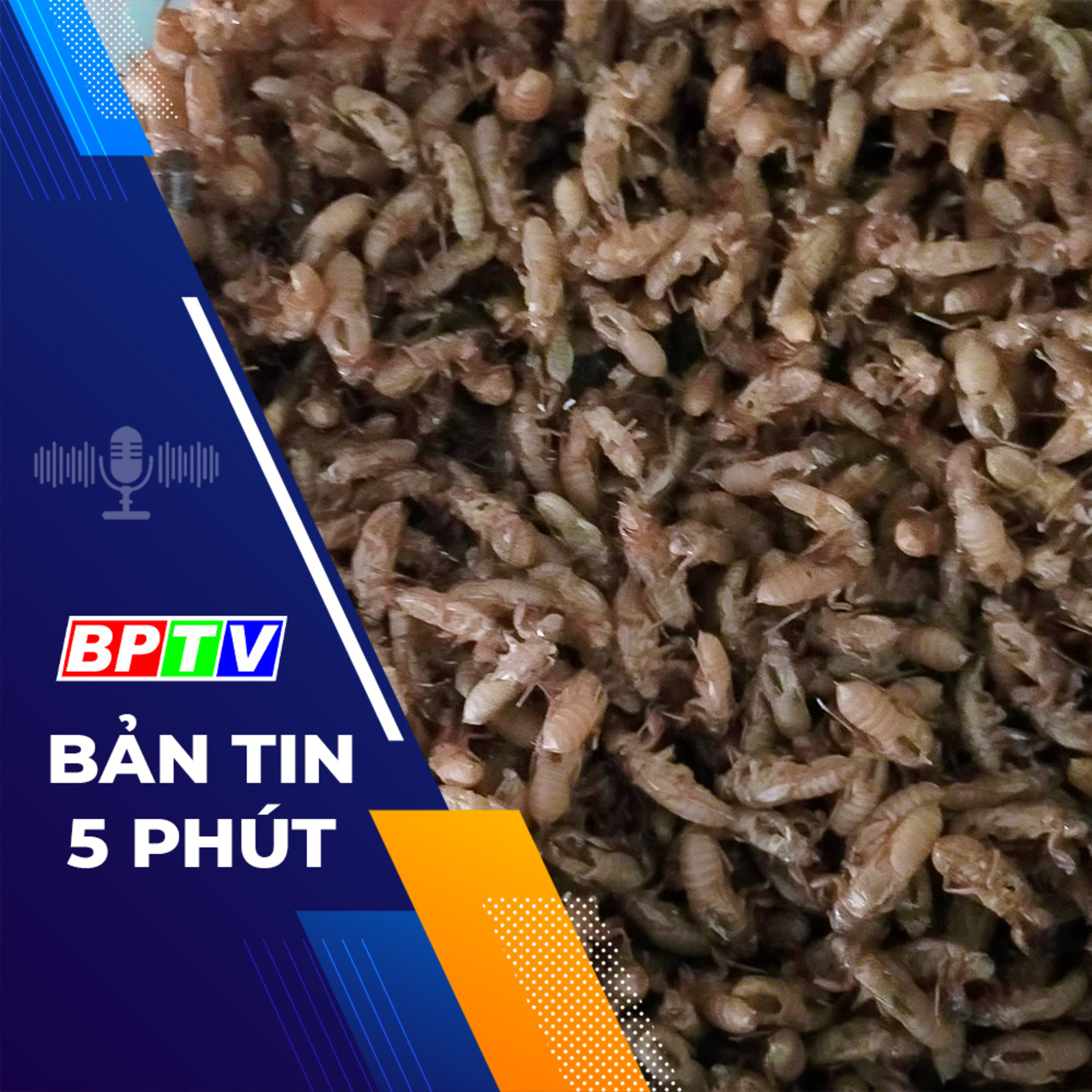 5 phút trưa nay 25-4-2024 episode artwork