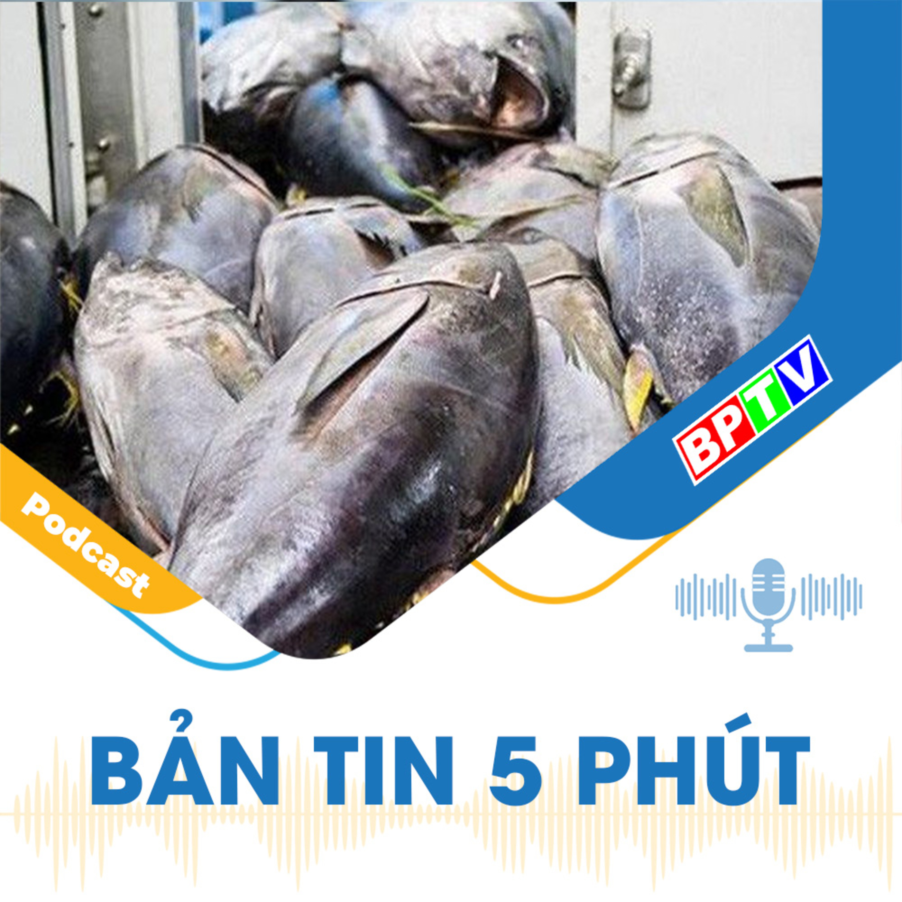 5 phút tối nay 6-6-2024  episode artwork