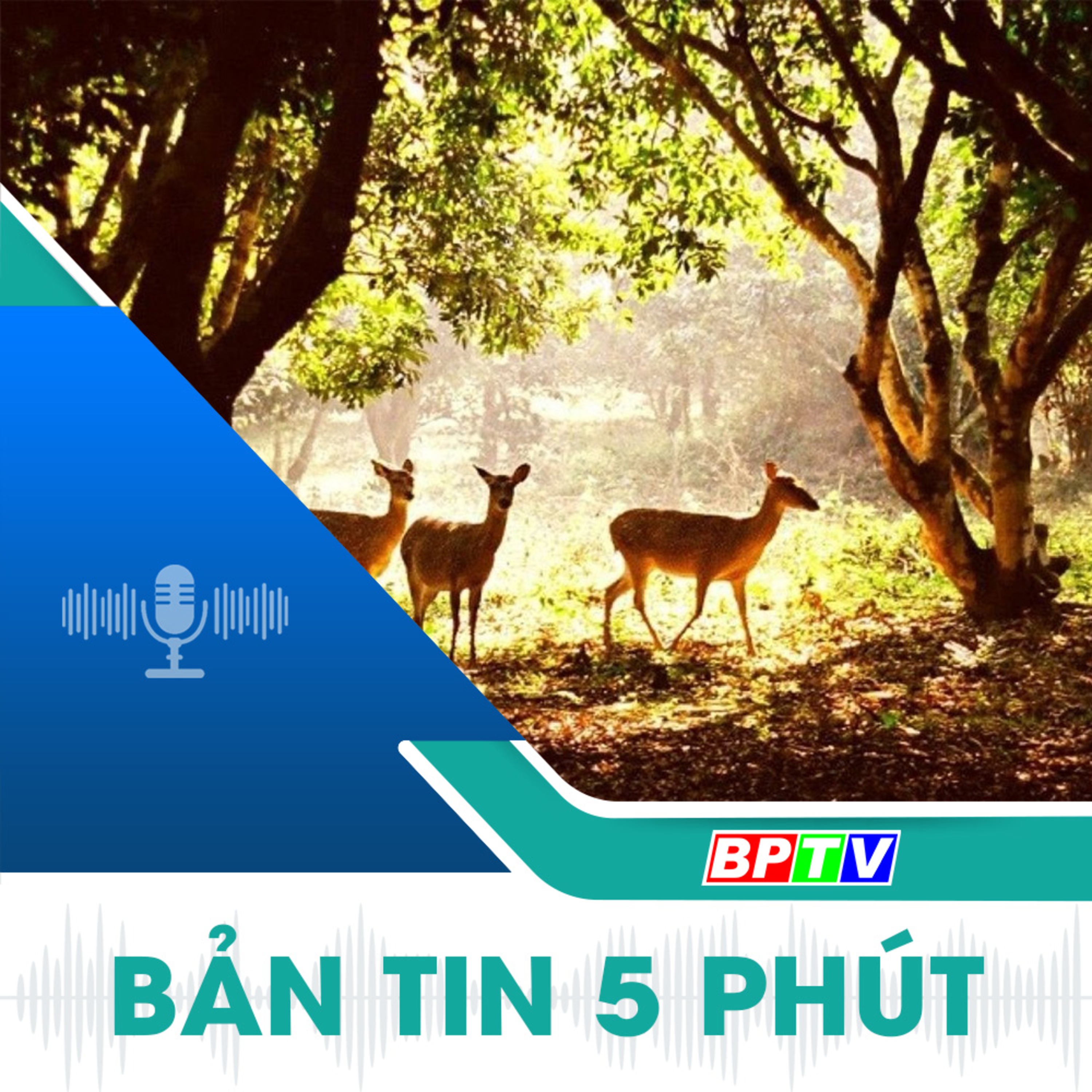 5 phút trưa nay 4-9-2024 episode artwork
