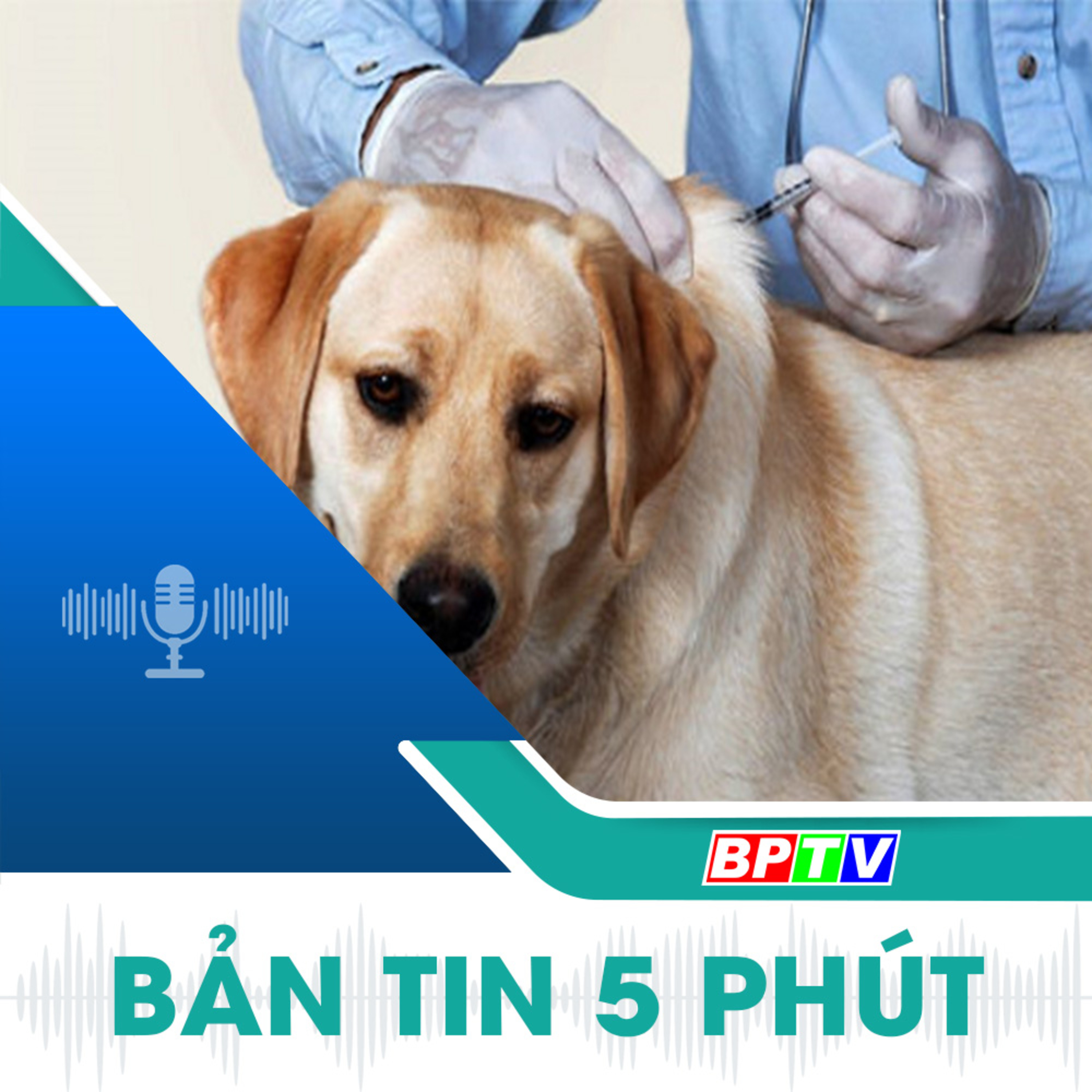 5 phút tối nay 4-9-2024  episode artwork