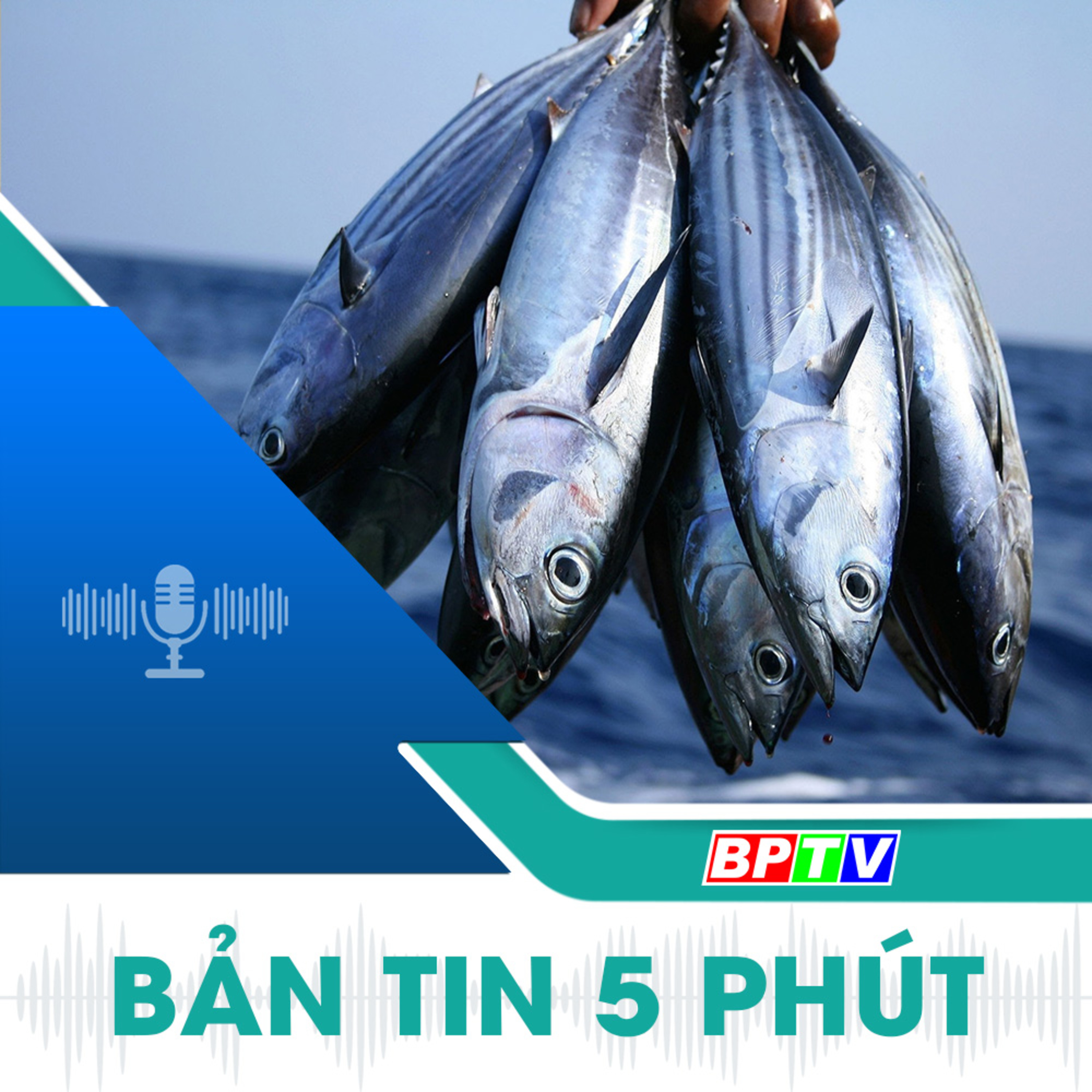 5 phút tối nay 12-10-2024  episode artwork