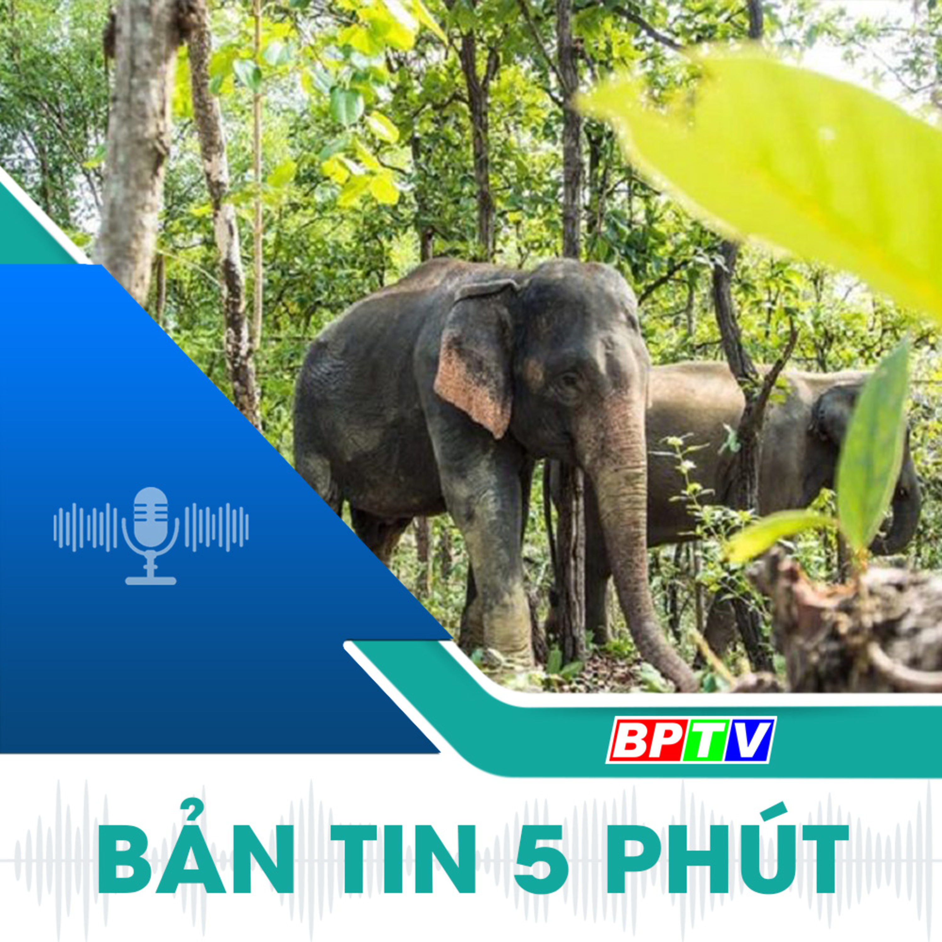 5 phút trưa nay 21-11-2024 episode artwork