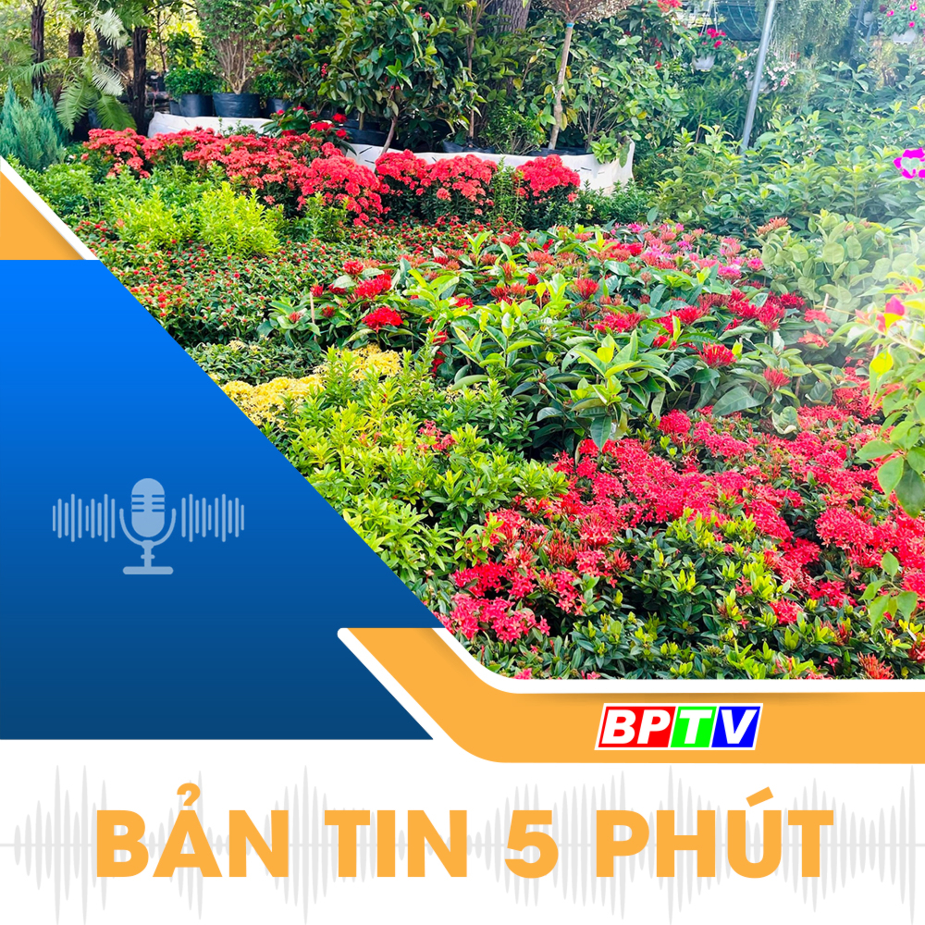 5 phút trưa nay 7-1-2025 episode artwork