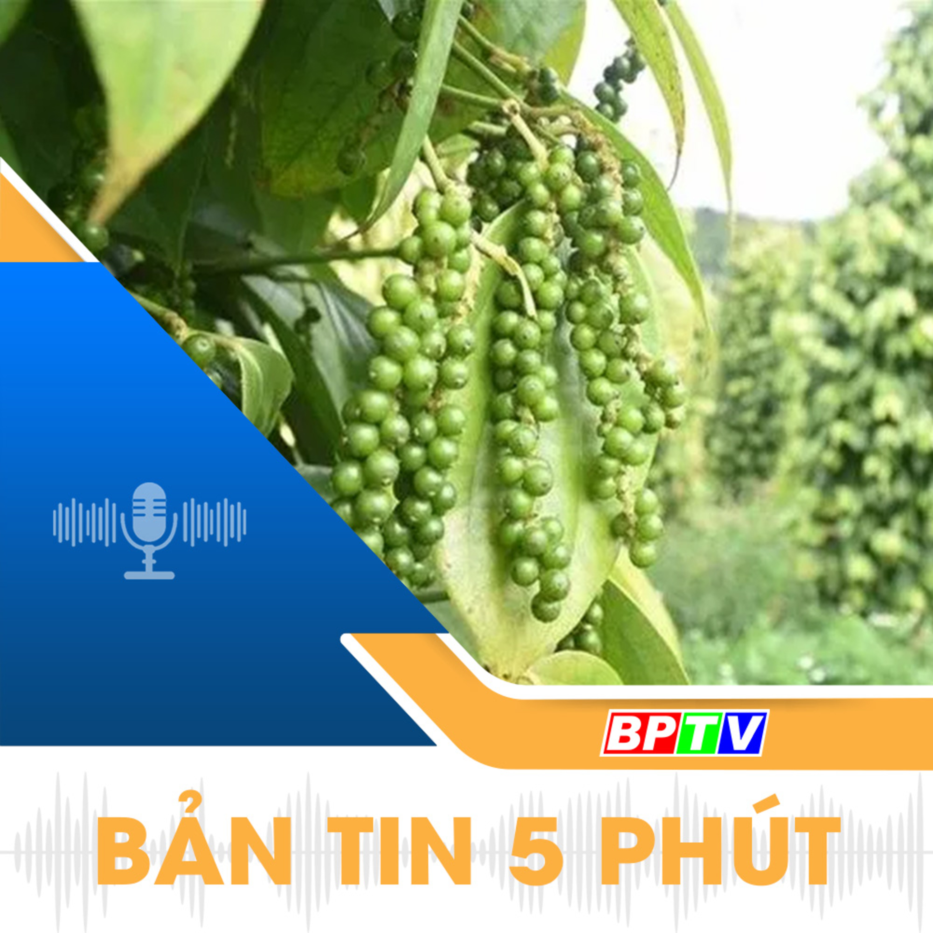 5 phút trưa nay 20-1-2025 episode artwork