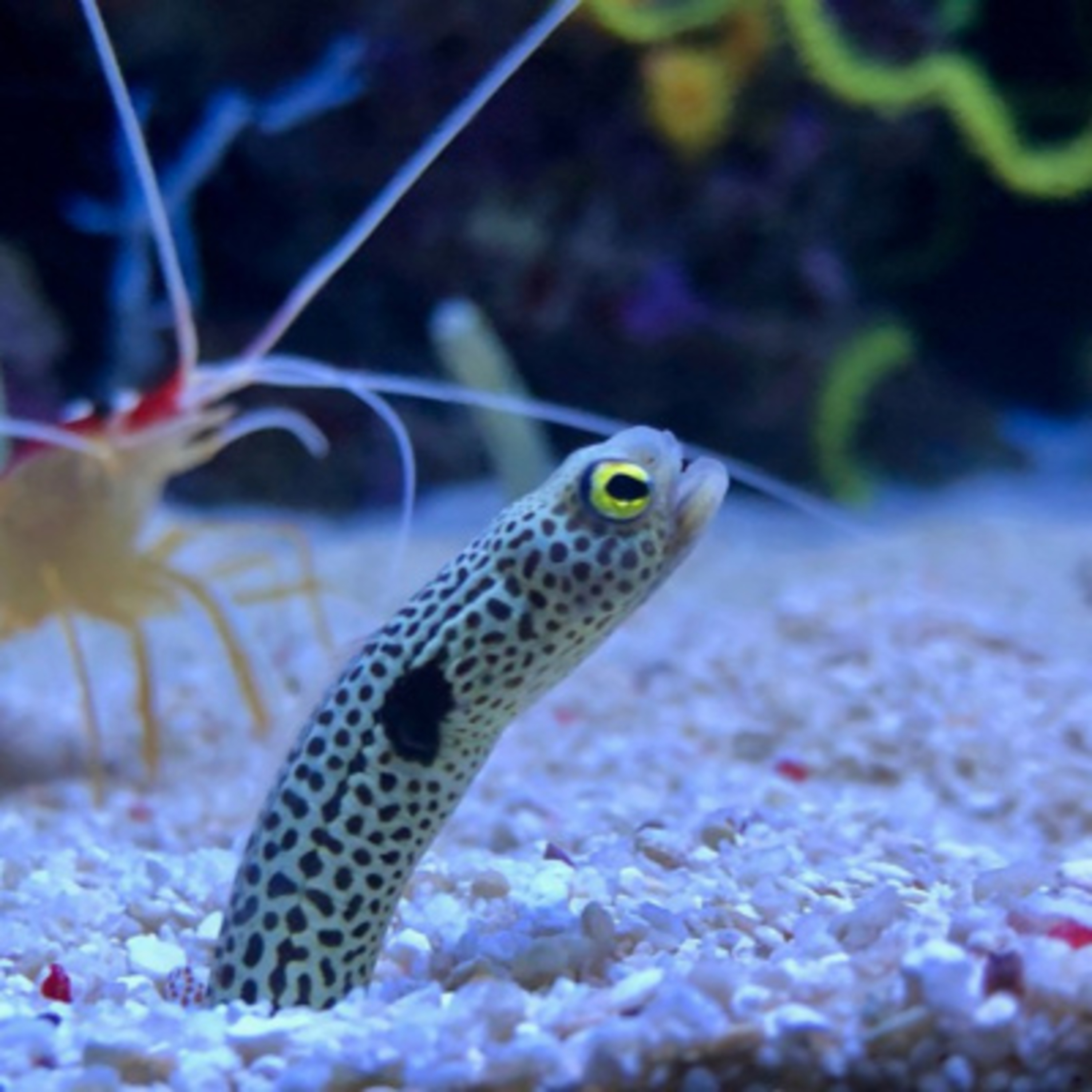Facts: The Spotted Garden Eel