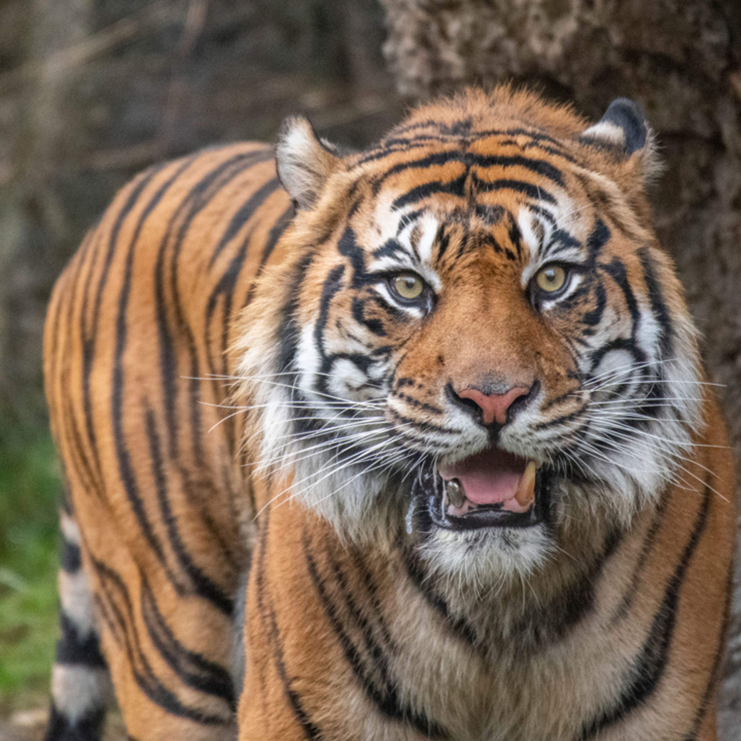 Let's Learn about Tigers!  episode artwork