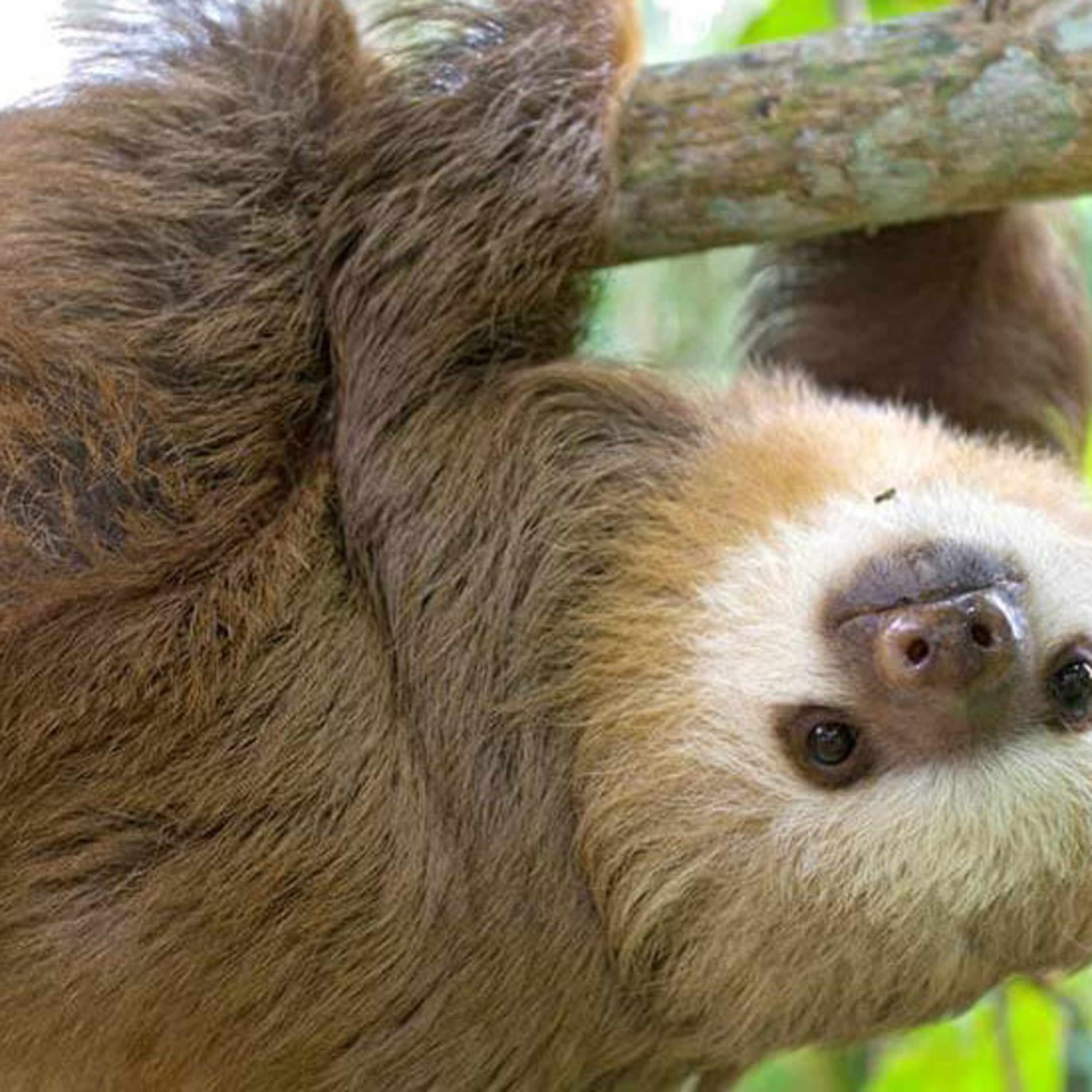 Let's Learn about the Hoffman's Sloth! #animals #sloths #nature #zoology episode artwork