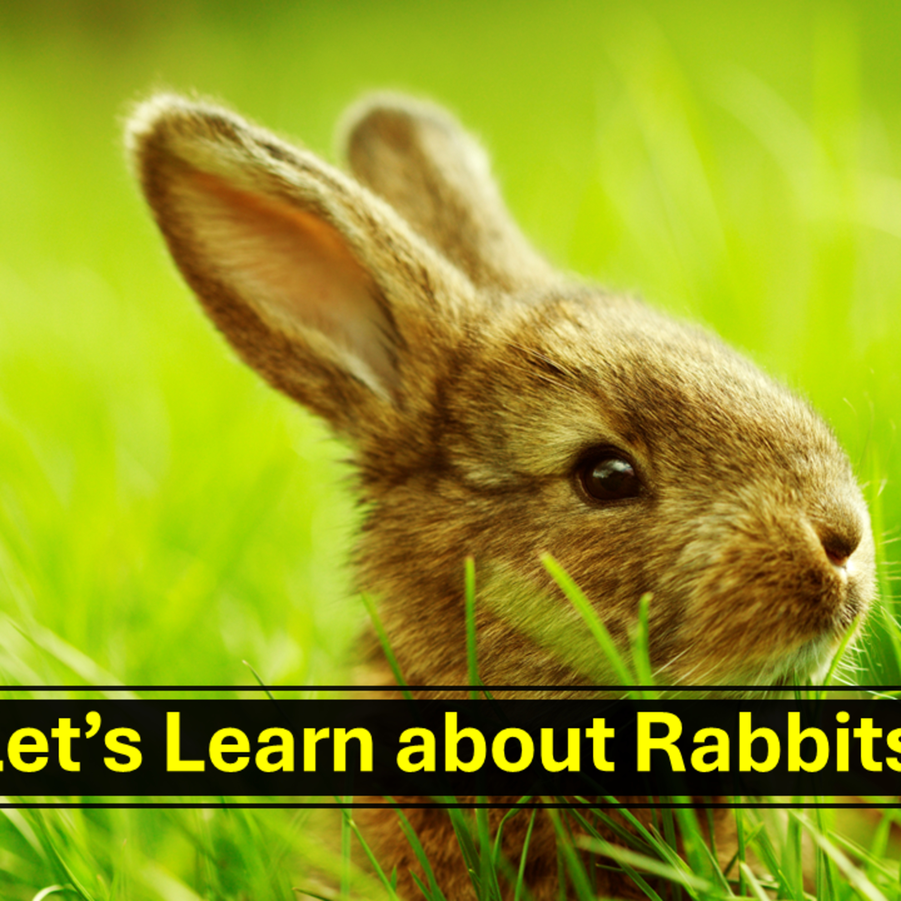 Let's Learn about Rabbits! episode artwork