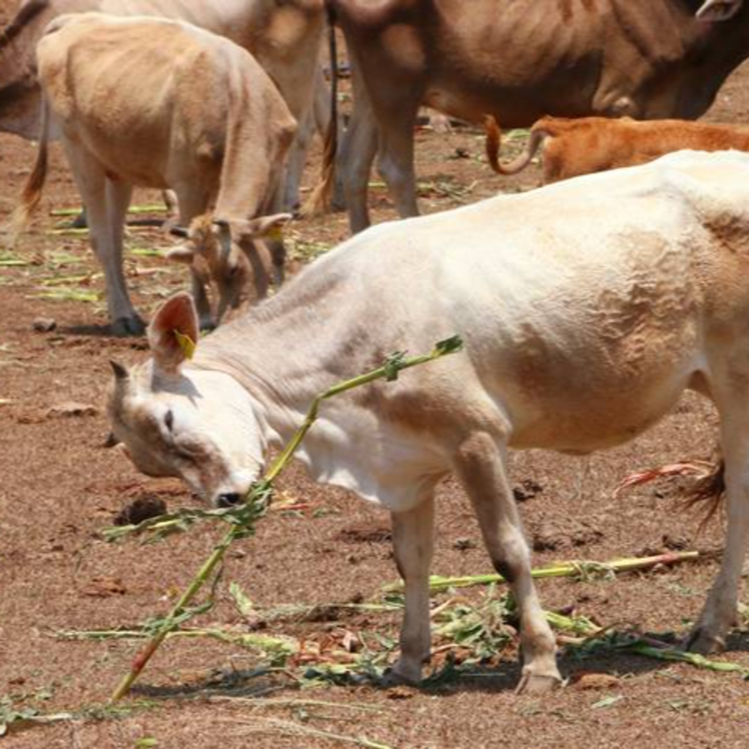 MAGA reporta 14 casos de rabia bovina en Guatemala; una enfermedad viral que afecta al ganado bovino, incluyendo las vacas, toros y búfalos. episode artwork