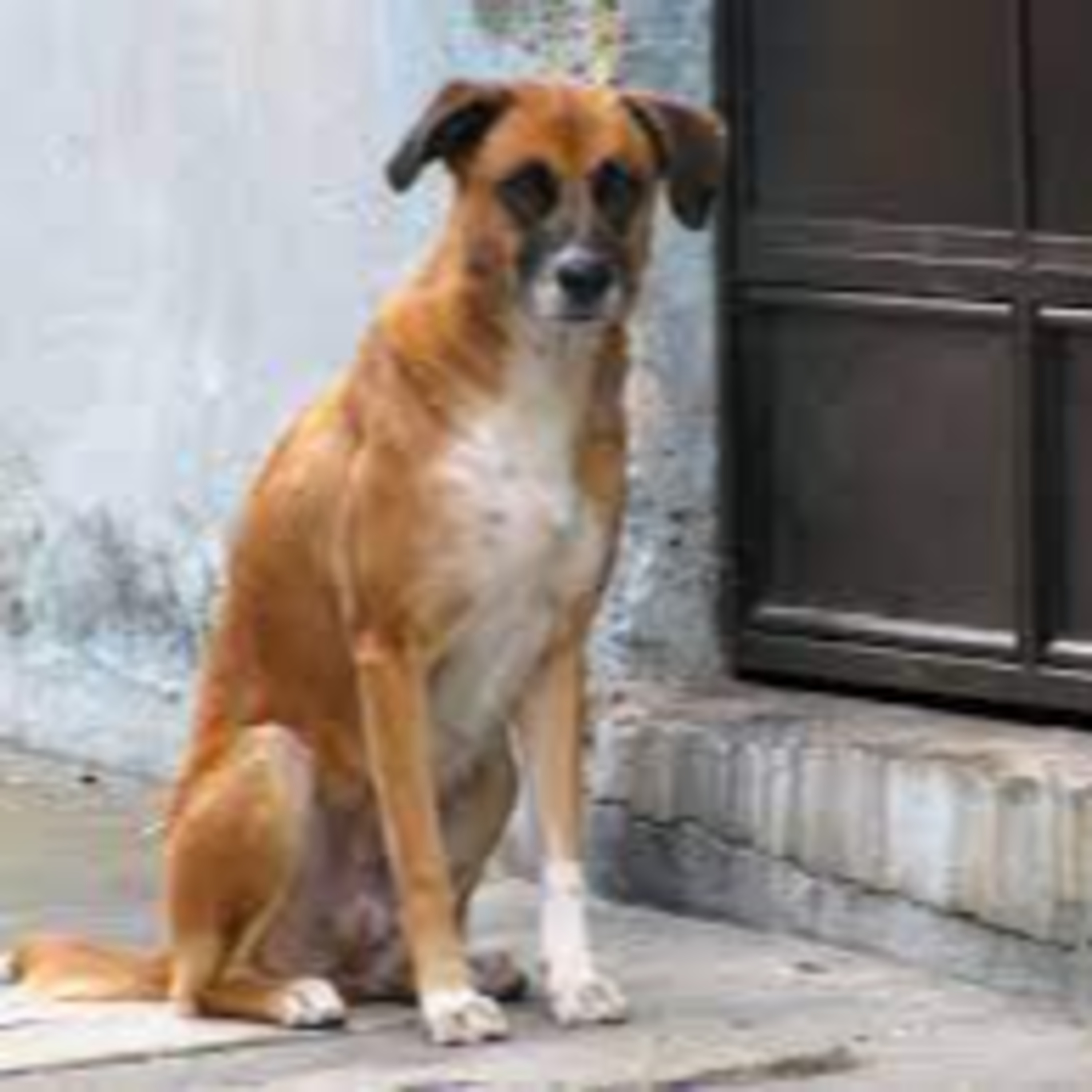 Aumento de mordeduras de perros a habitantes del municipio de San Marcos. episode artwork