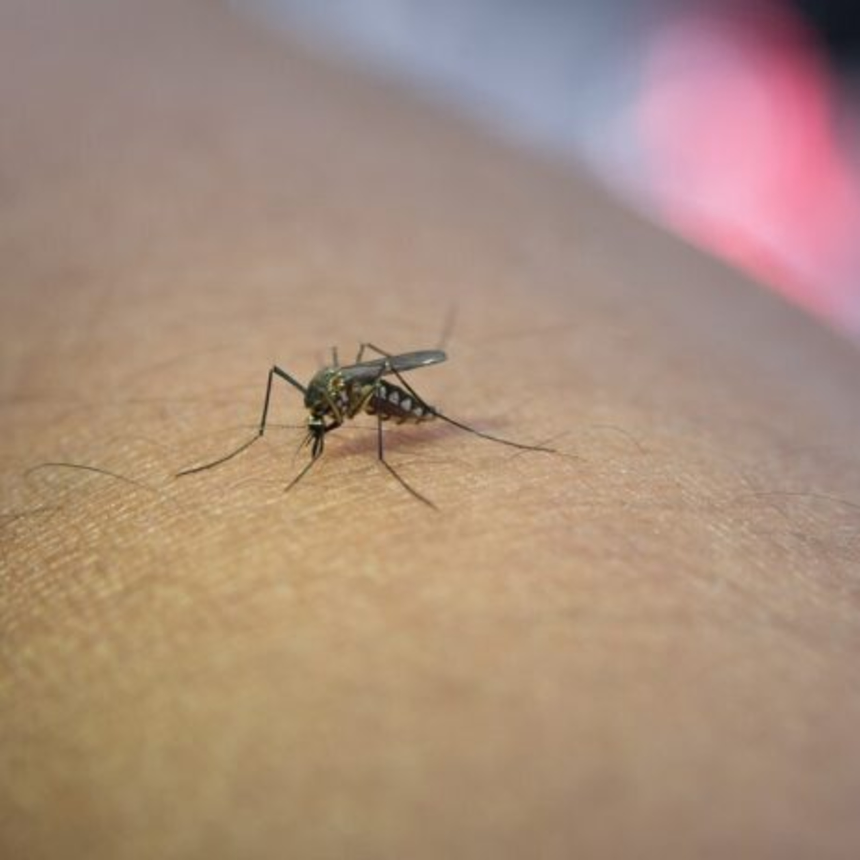 Autoridades de Salud reportan 36 casos de dengue grave a nivel nacional; siendo el departamento de Zacapa el más afectado.  episode artwork