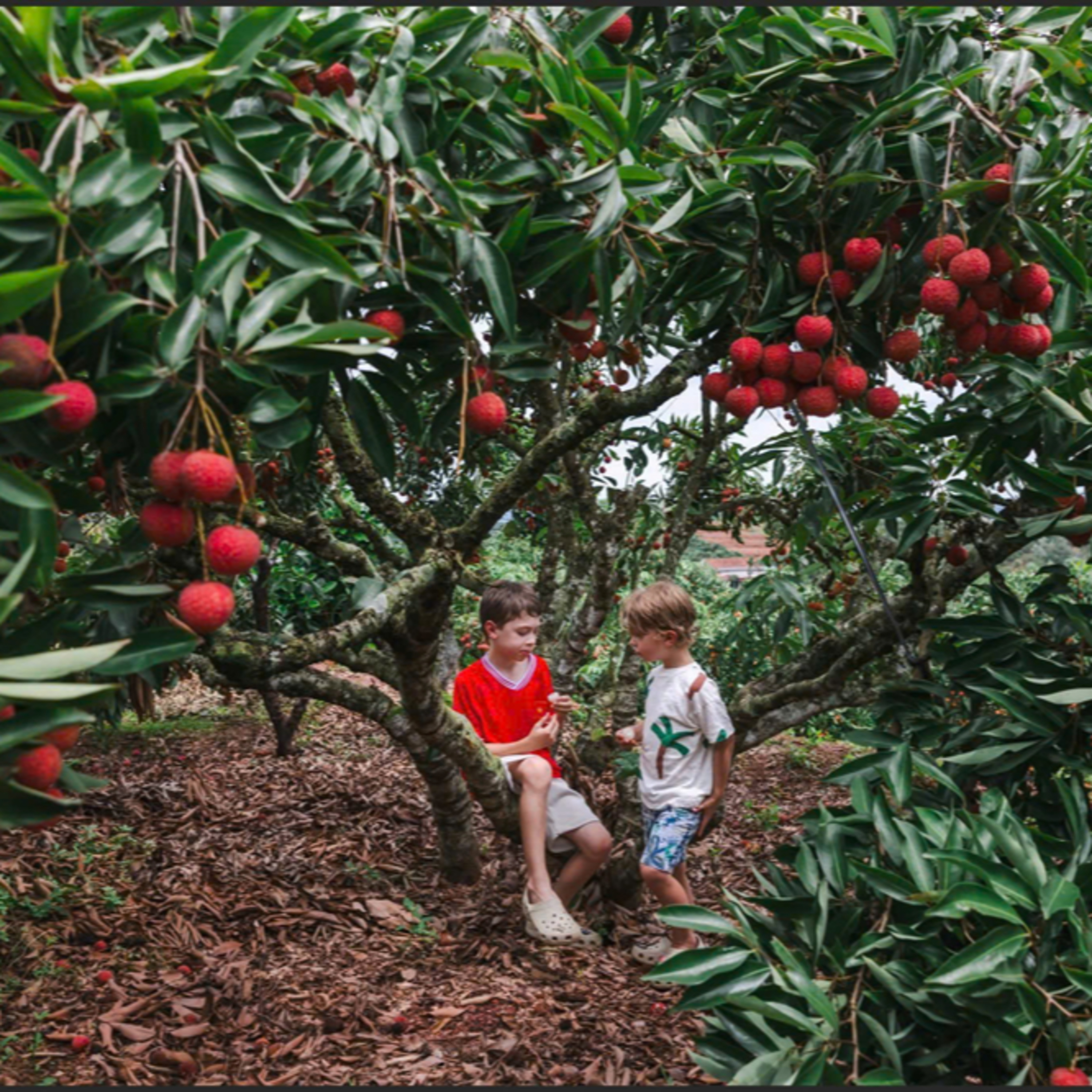 Quang Ninh Podcast