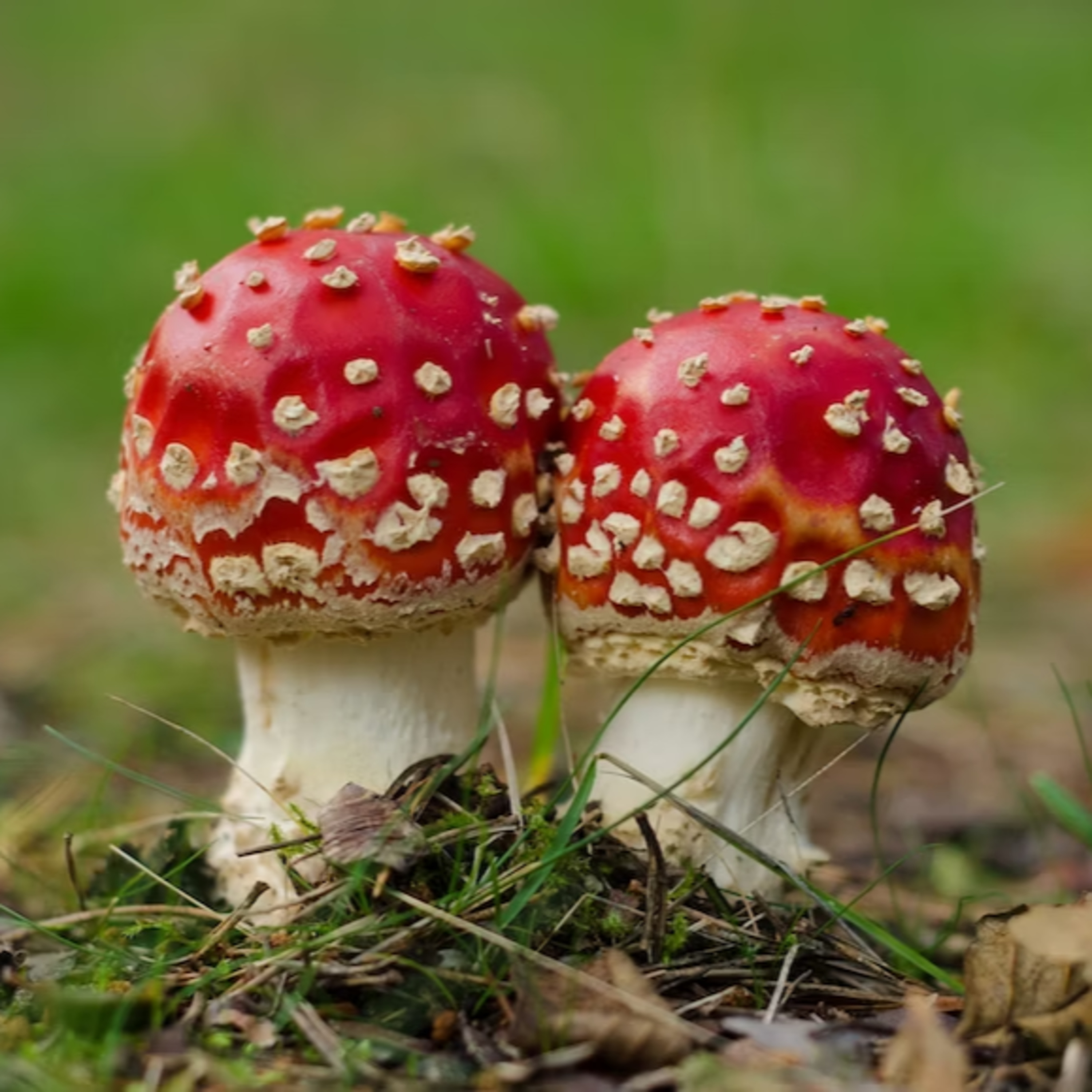 自立への二大要素 刺激物