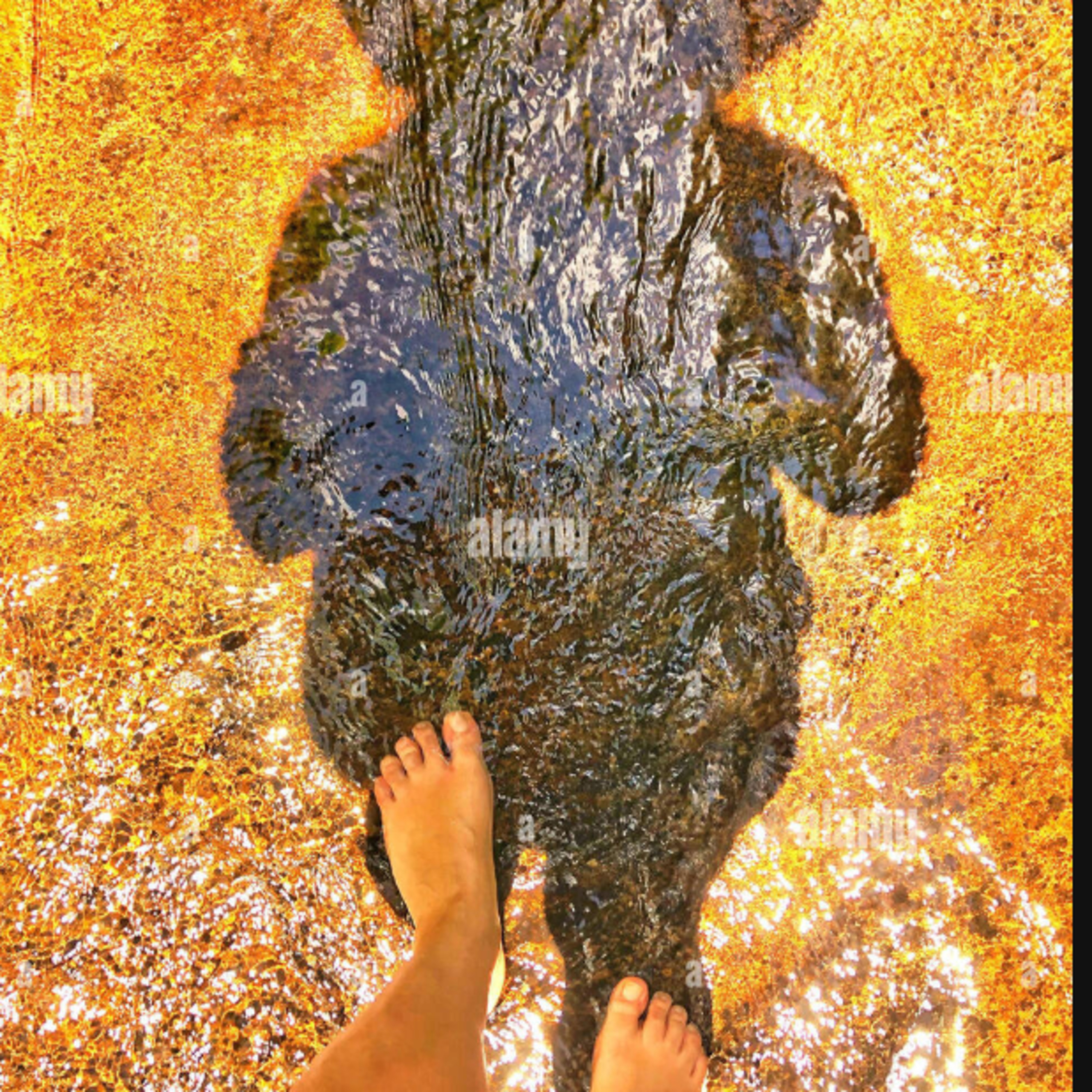 Artwork for The Stubborn Tortoise