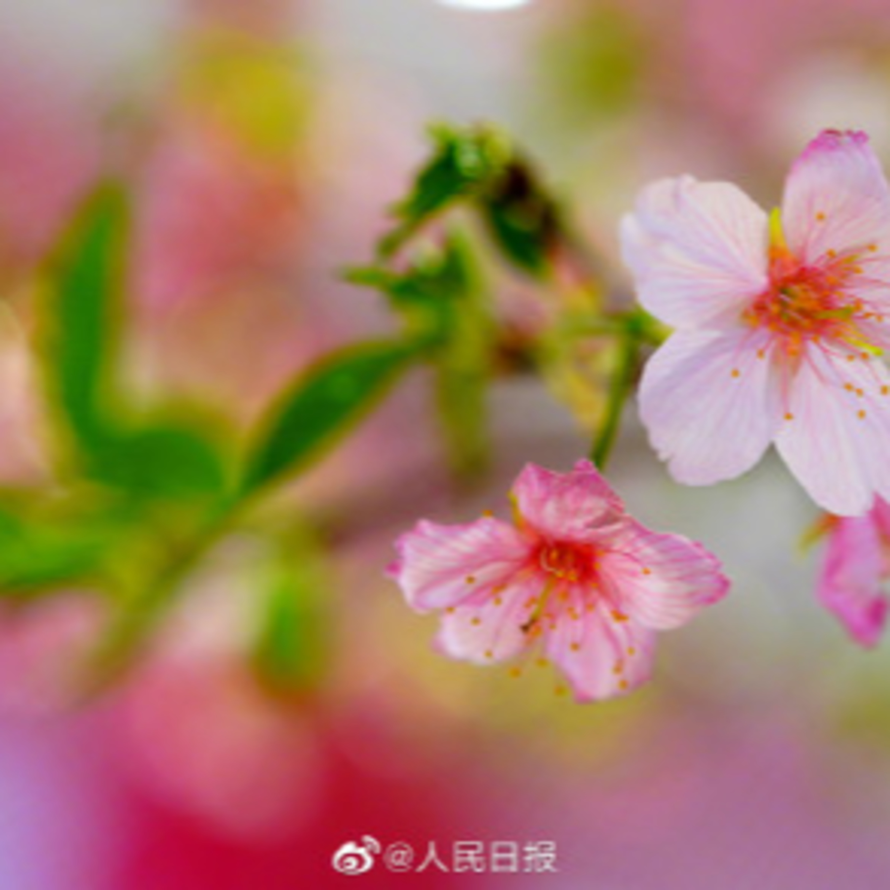 北京の玉淵潭公園、桜を早く開花させるためにしたこととは？ episode artwork