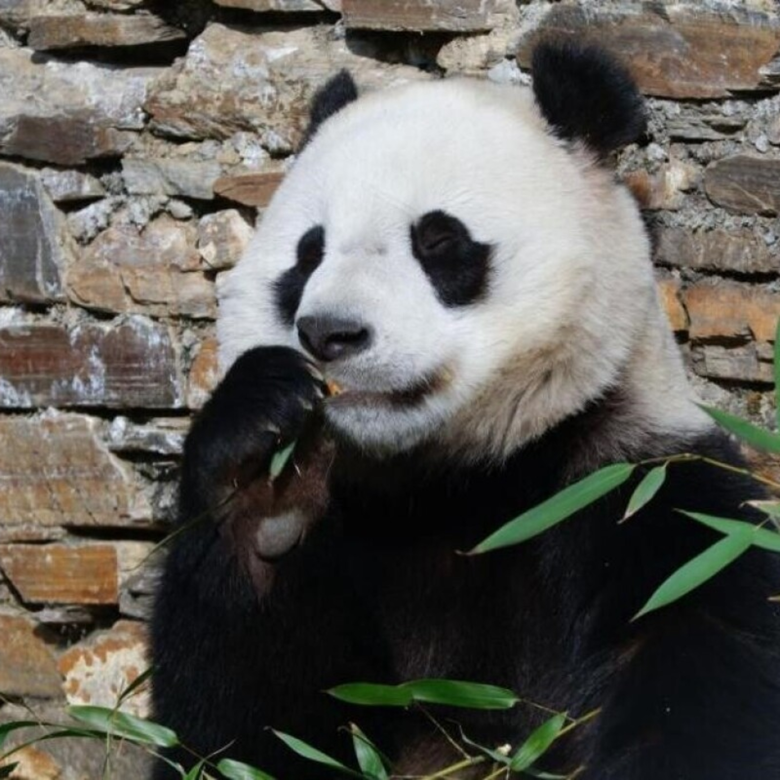 中国ジャイアントパンダ保護研究センター、国際協力により28年間で31頭のパンダの繁殖に成功 episode artwork