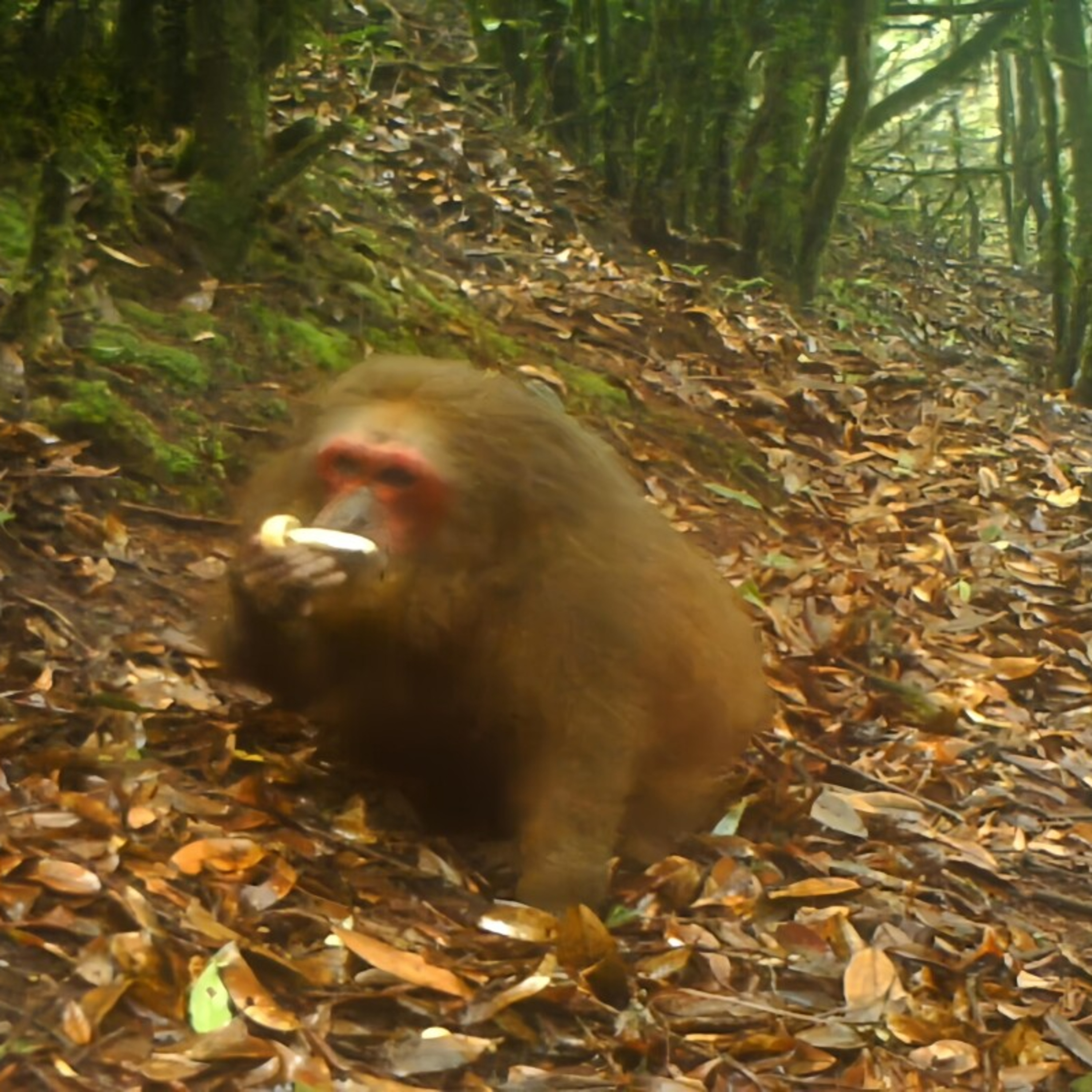 野生動物もキノコがお好き？赤外線カメラにキノコを食べる野生動物の姿―雲南省 episode artwork