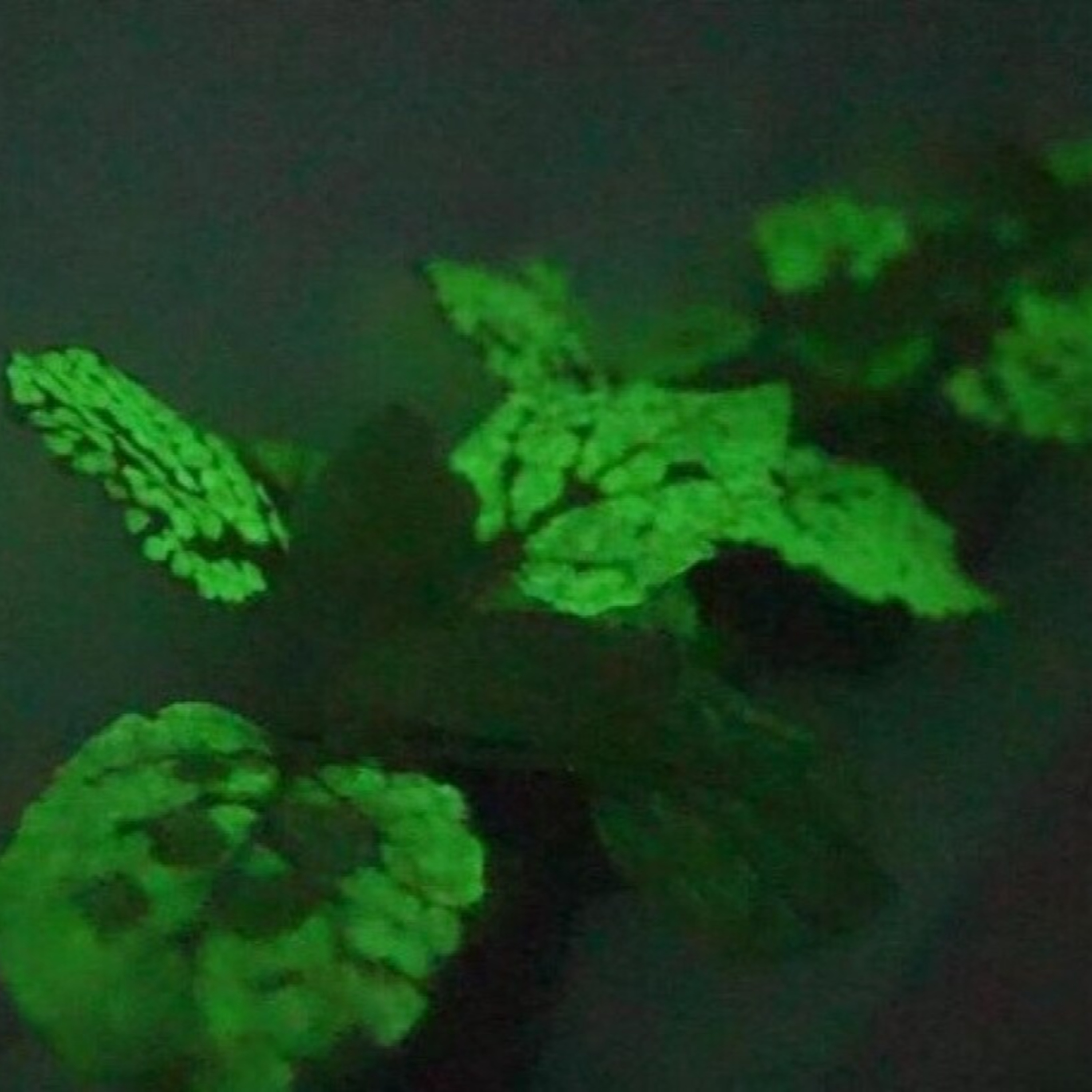植物も「常夜灯」に？中国の科学研究チームが植物の発光に成功 episode artwork