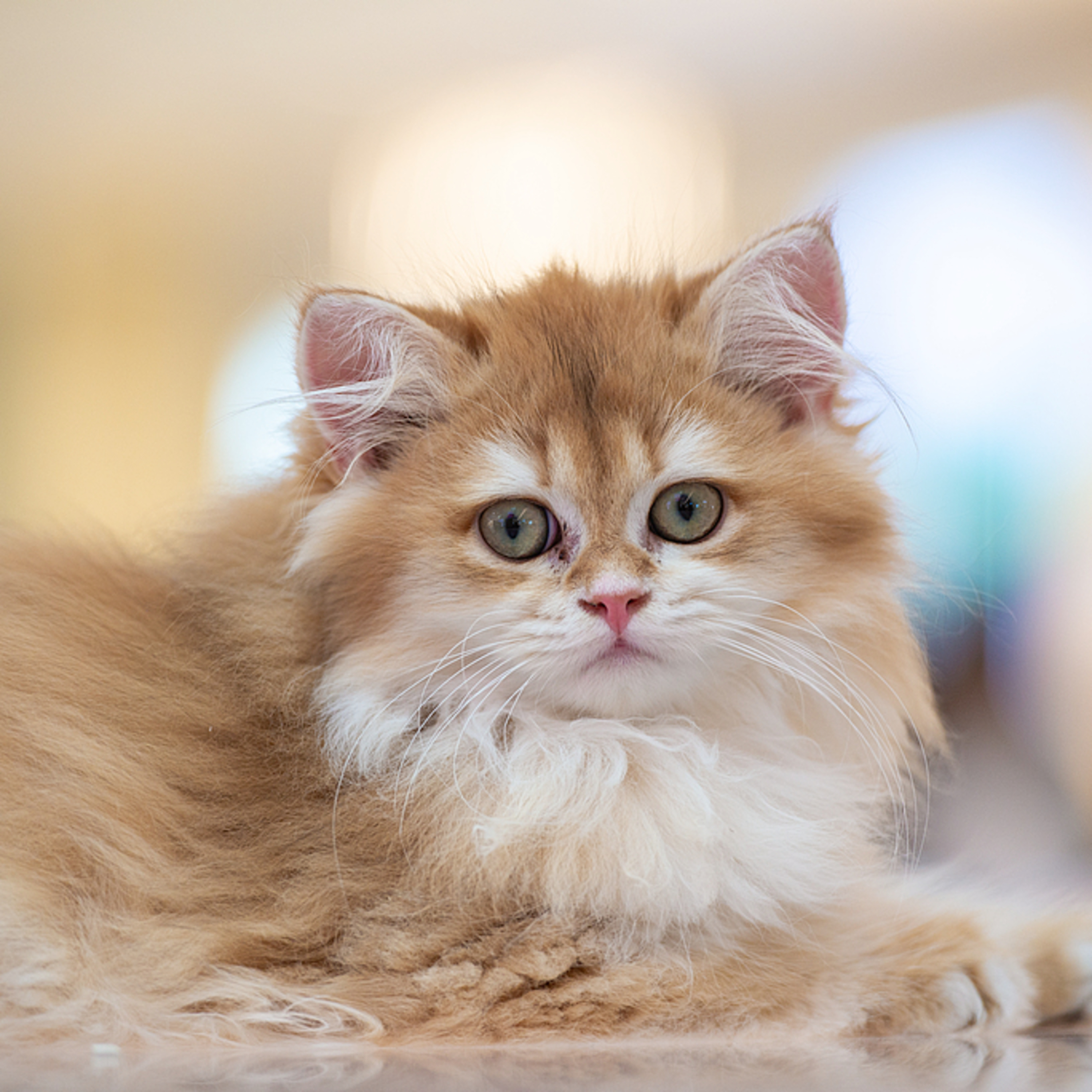 ペットを飼う若者は約2000万人、雇用ポスト30％増加 episode artwork