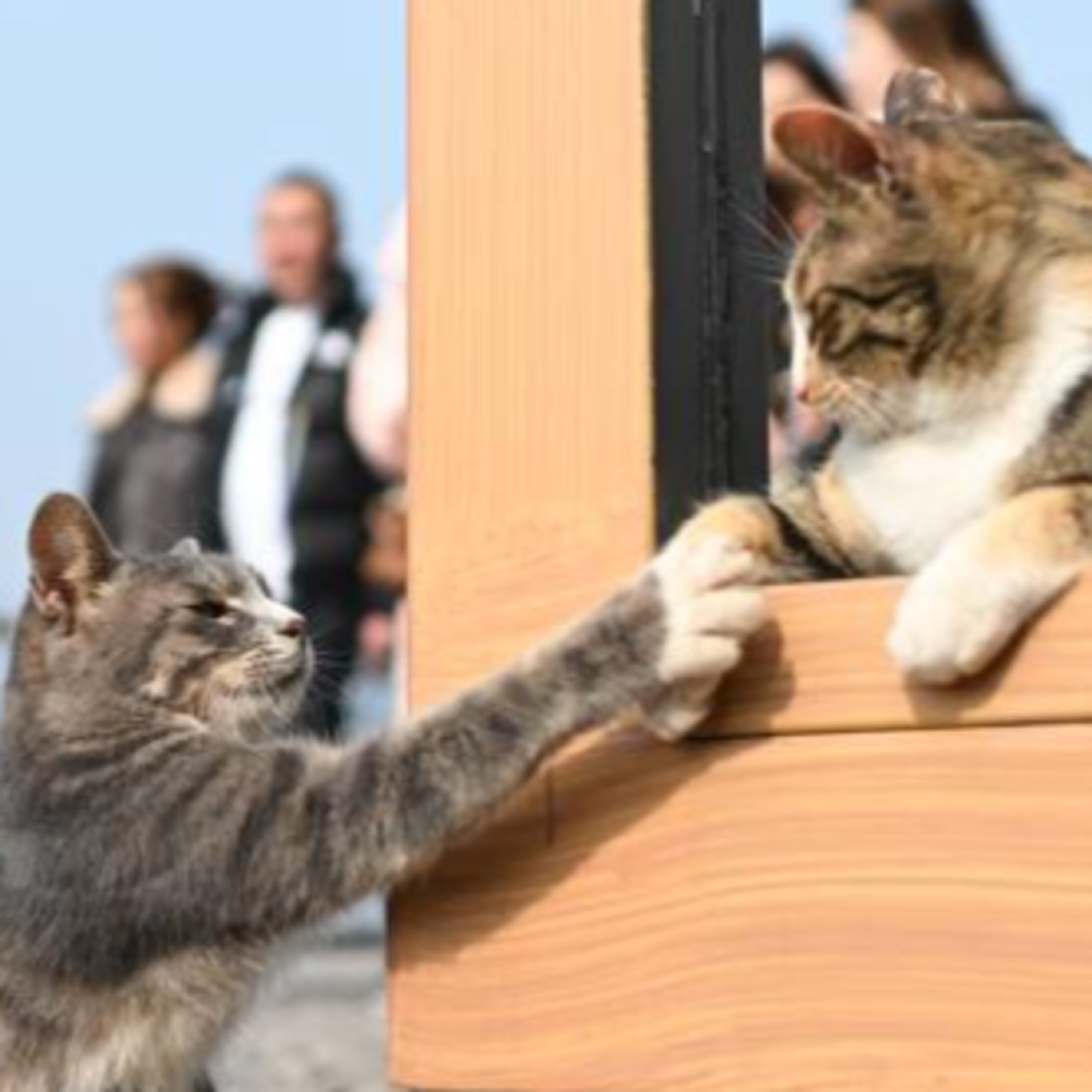 野良猫に「安住の地」を　重慶市の猫のテーマパークが人気に episode artwork