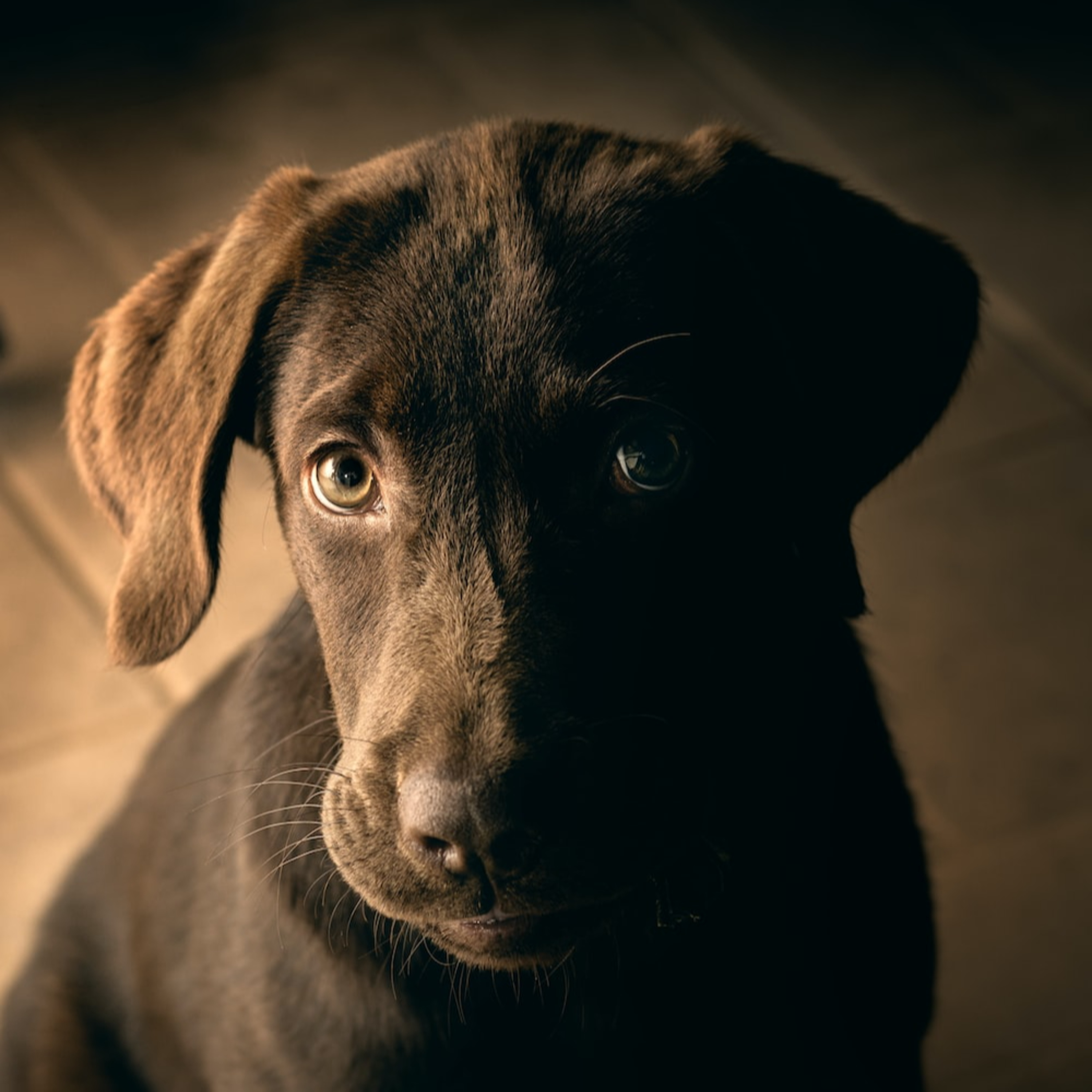 Problemas articulares: Osteoartritis en el perro