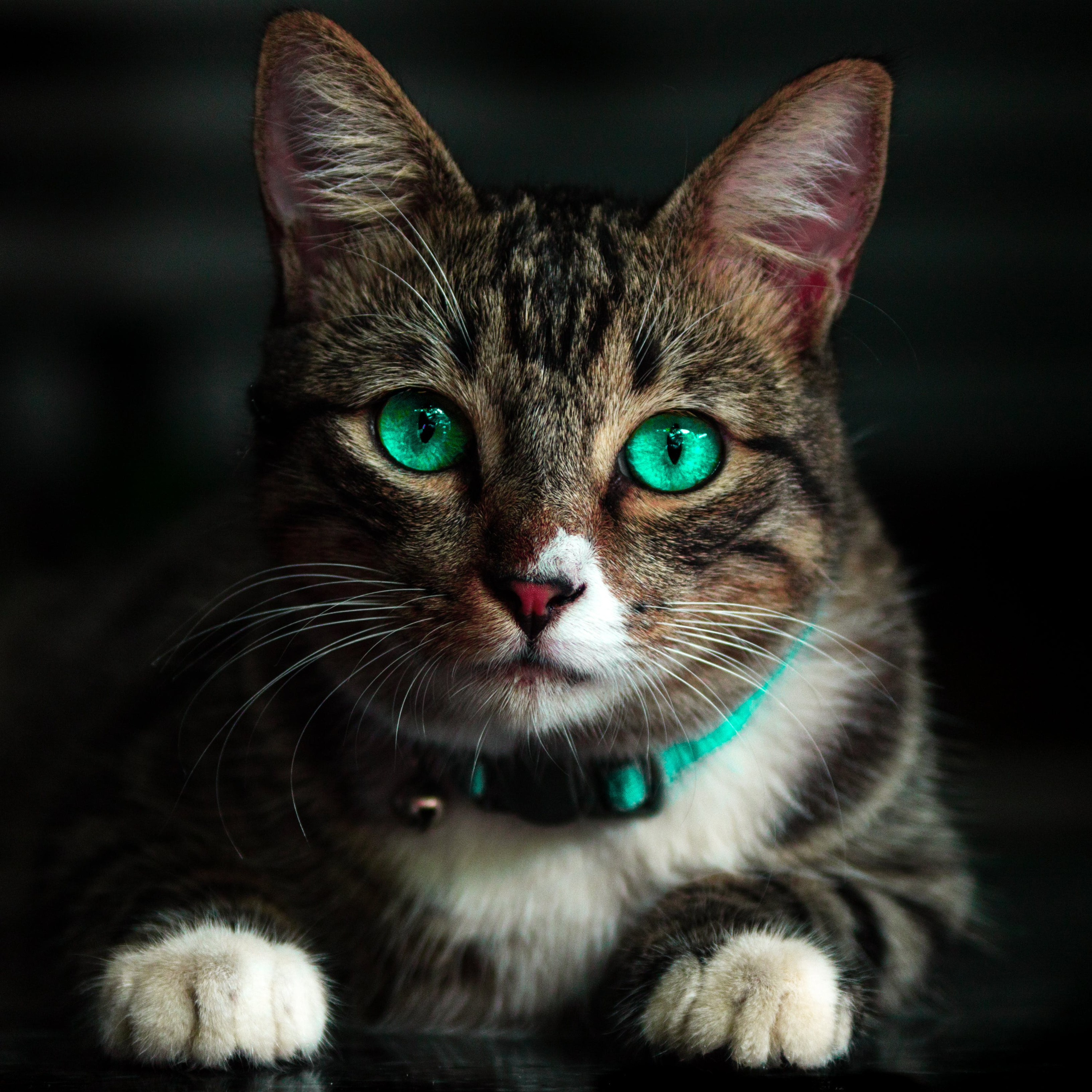 Mi gato se mueve menos: artrosis en el gato
