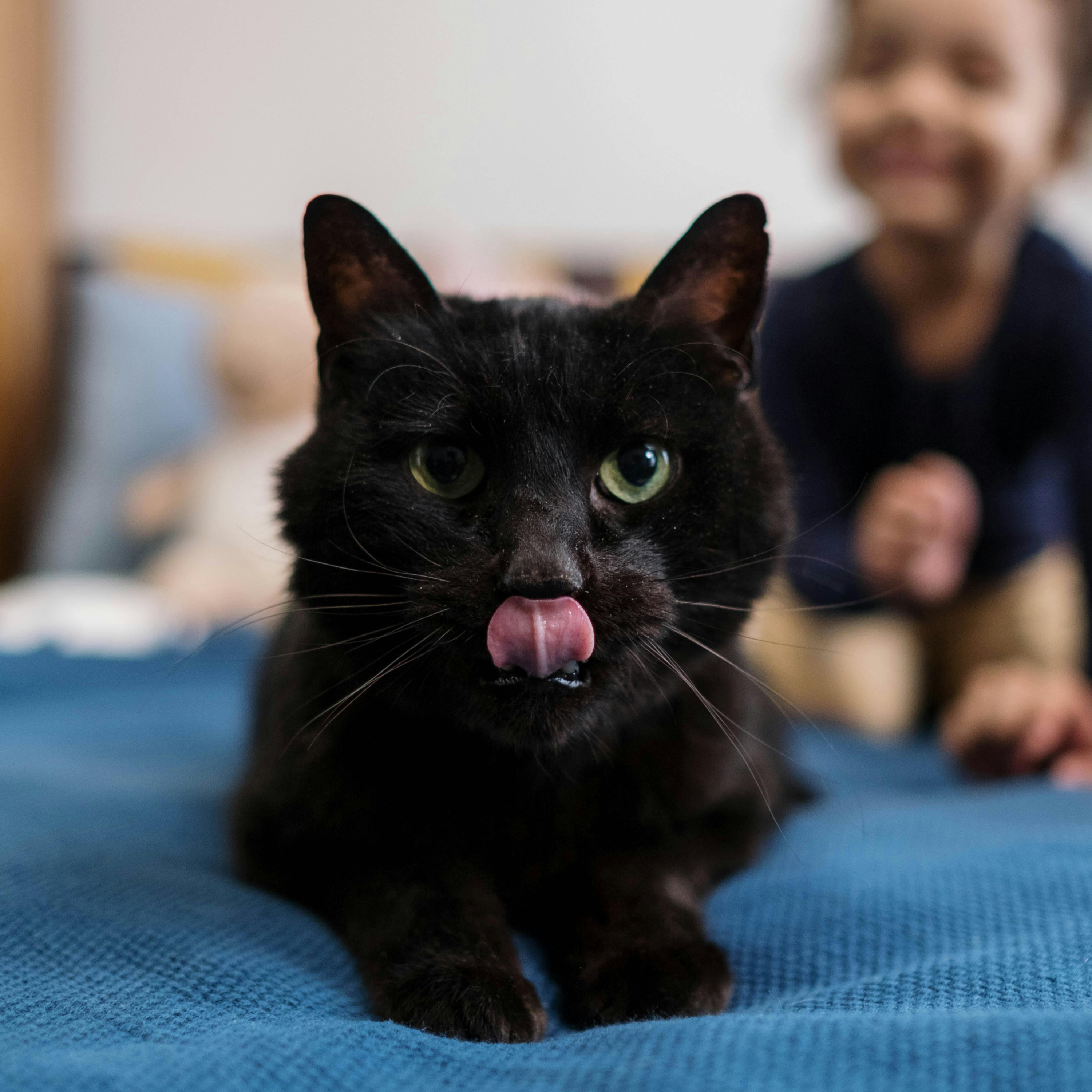 Tengo alergia a los gatos