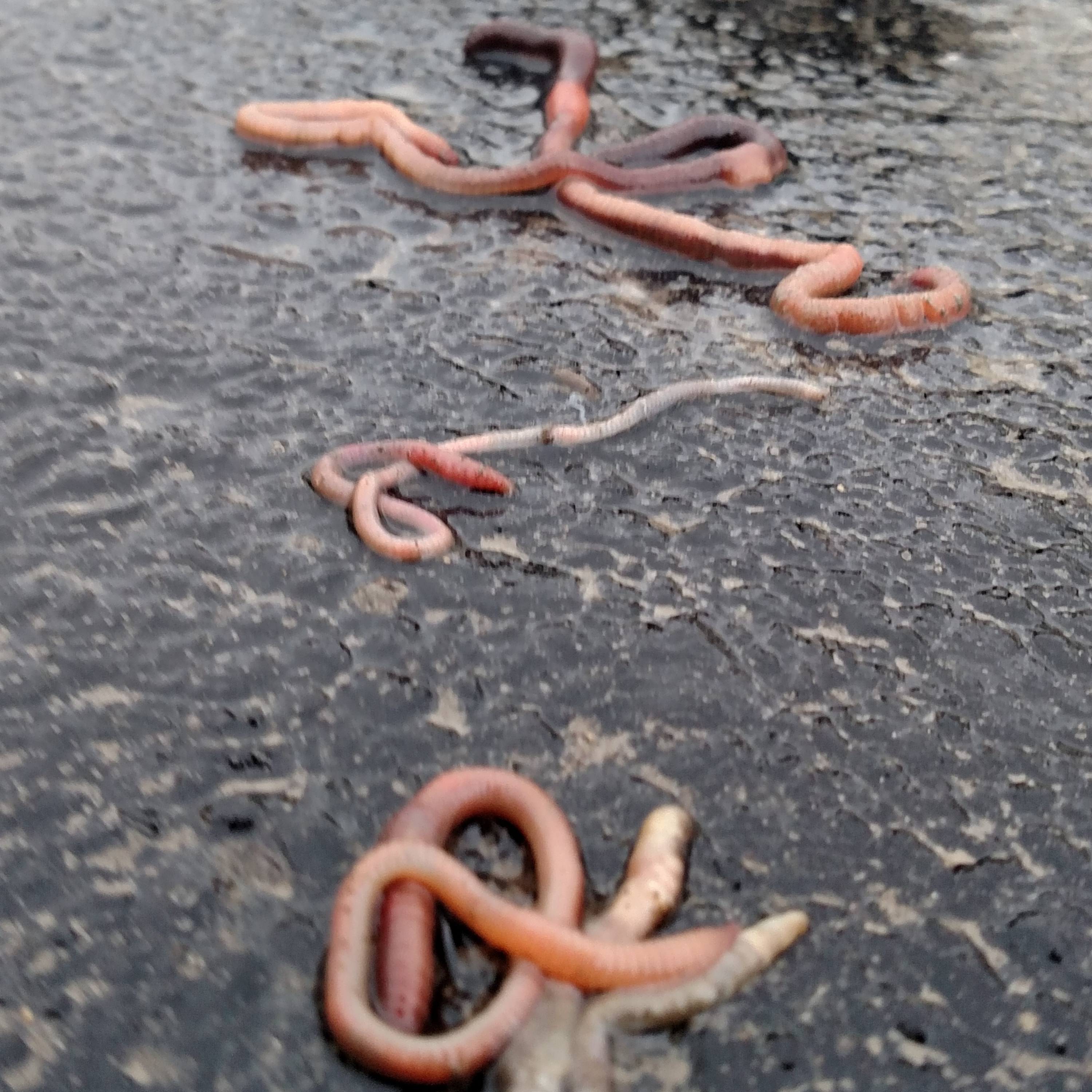 Season III, Episode 12: Are worms bugs? episode artwork