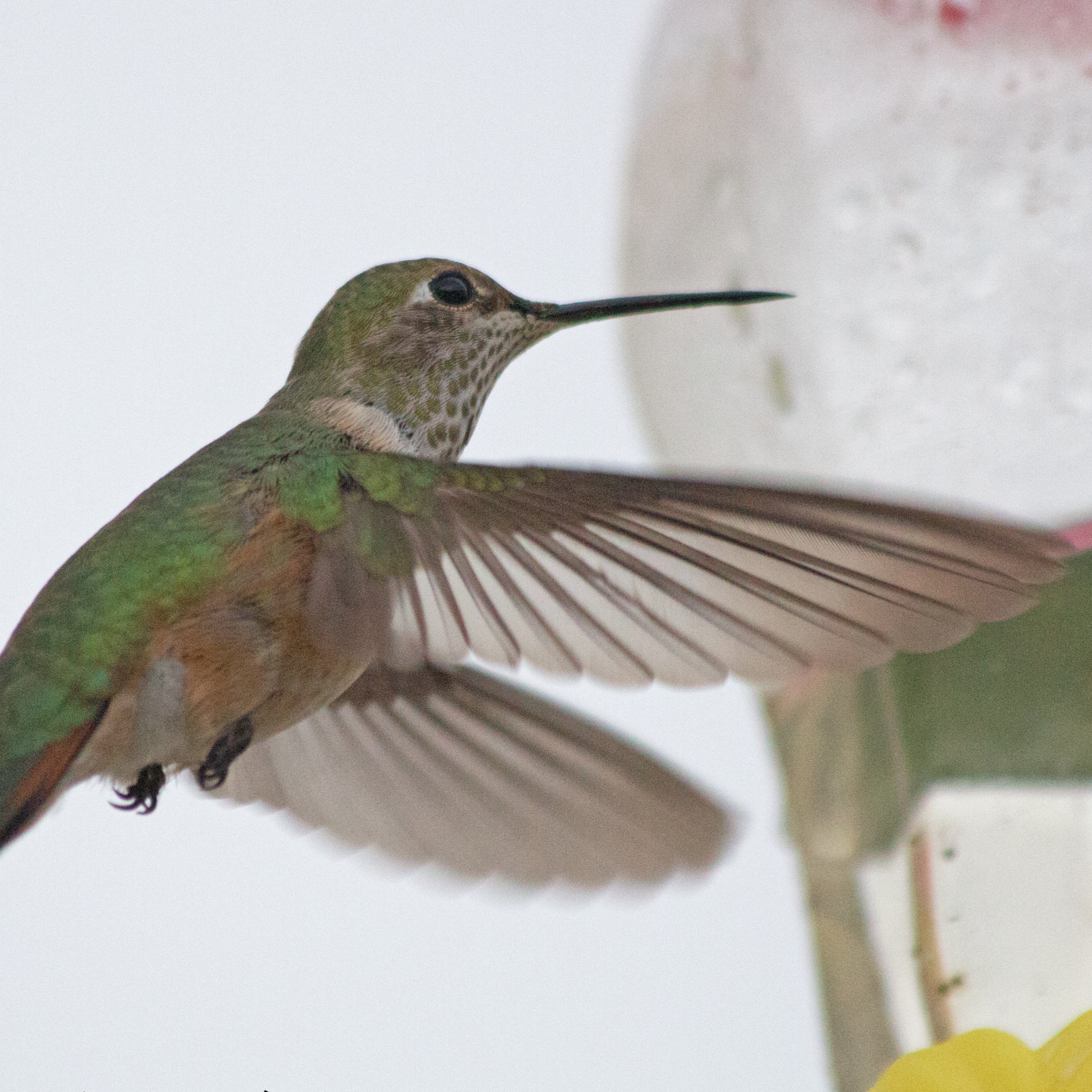 Tangent #53: What if humans were more like hummingbirds? episode artwork