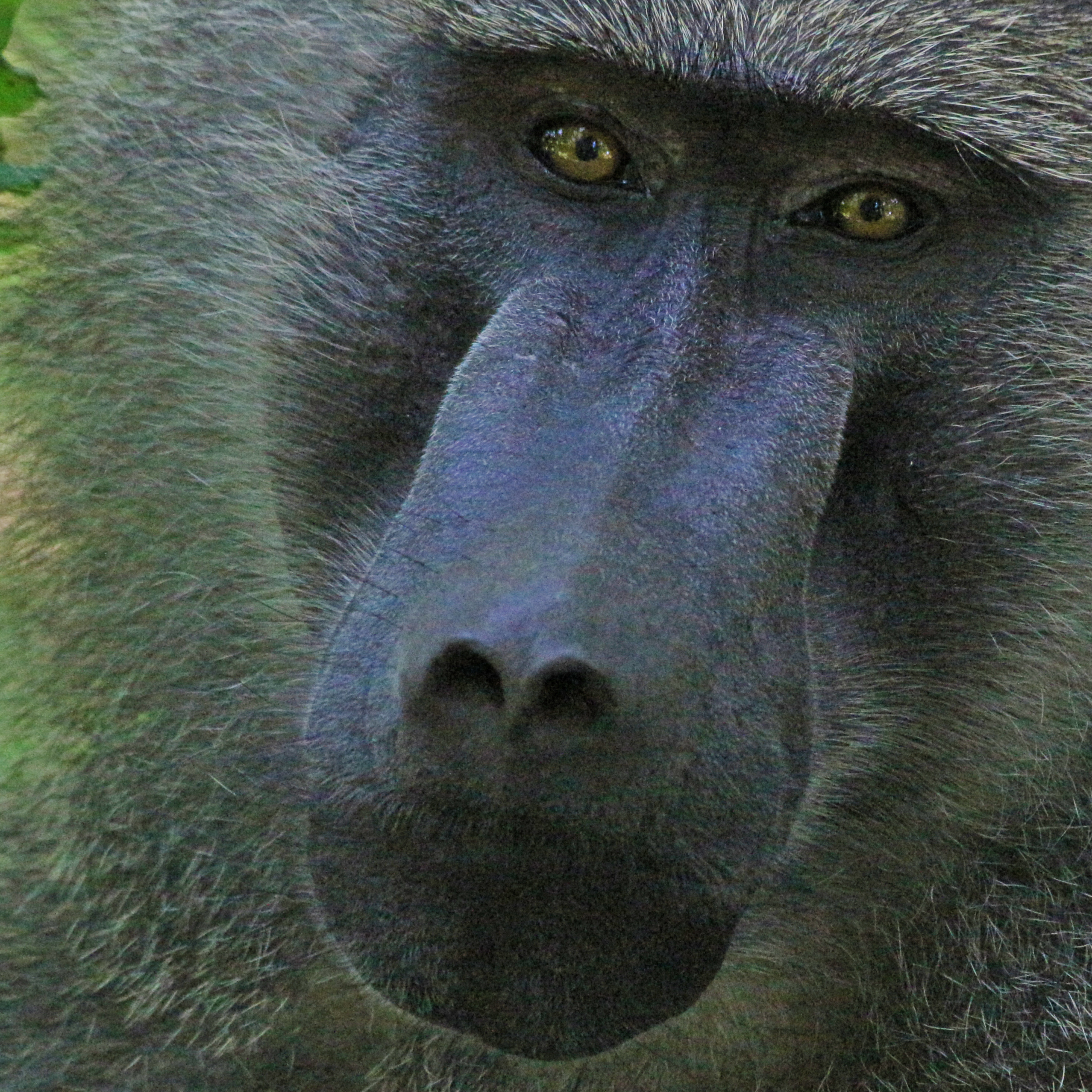 Tangent #92: Baboons, Borrowed Language, & Blackstone's Ratio episode artwork