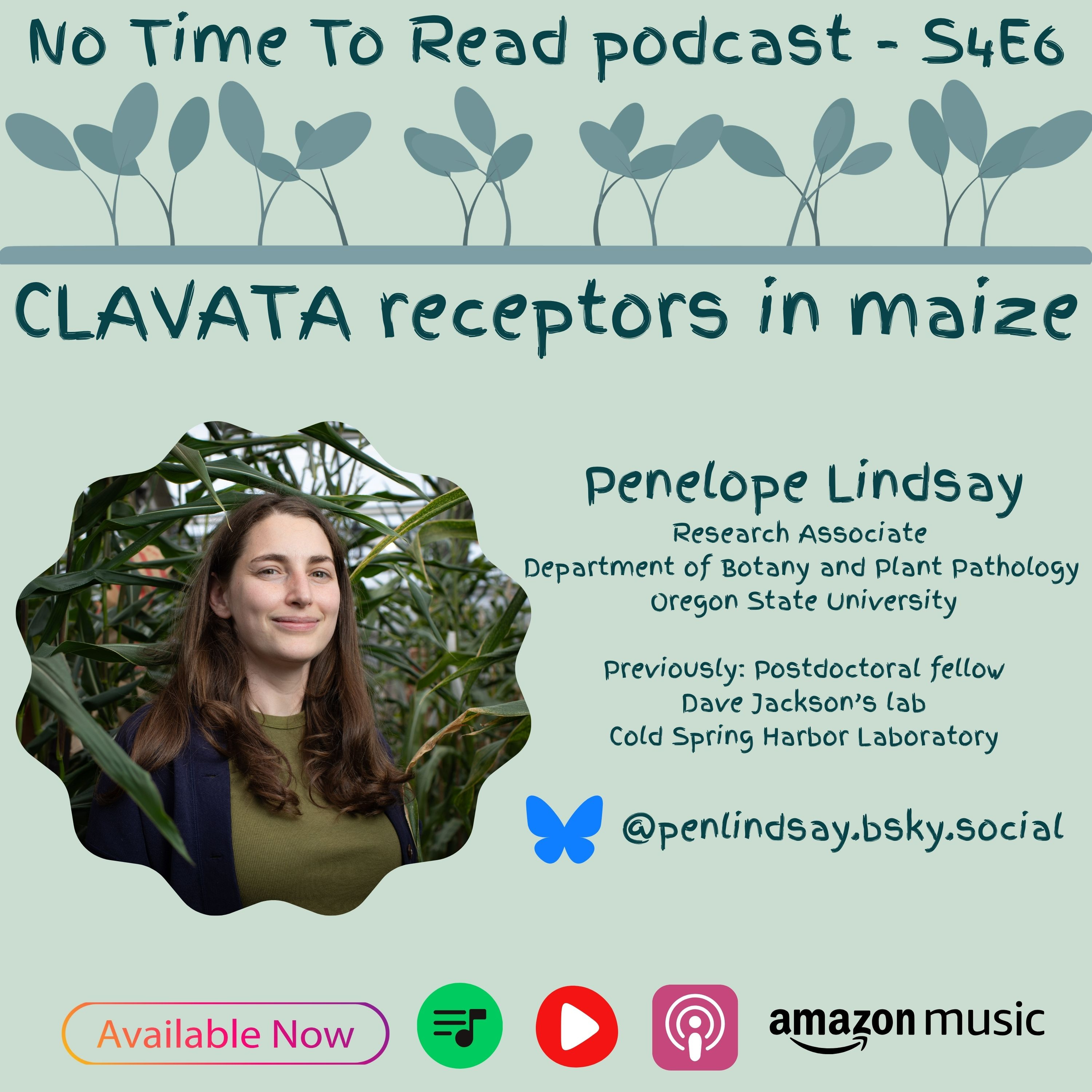 S4E6 | Penelope Lindsay | CLAVATA receptors in maize episode artwork