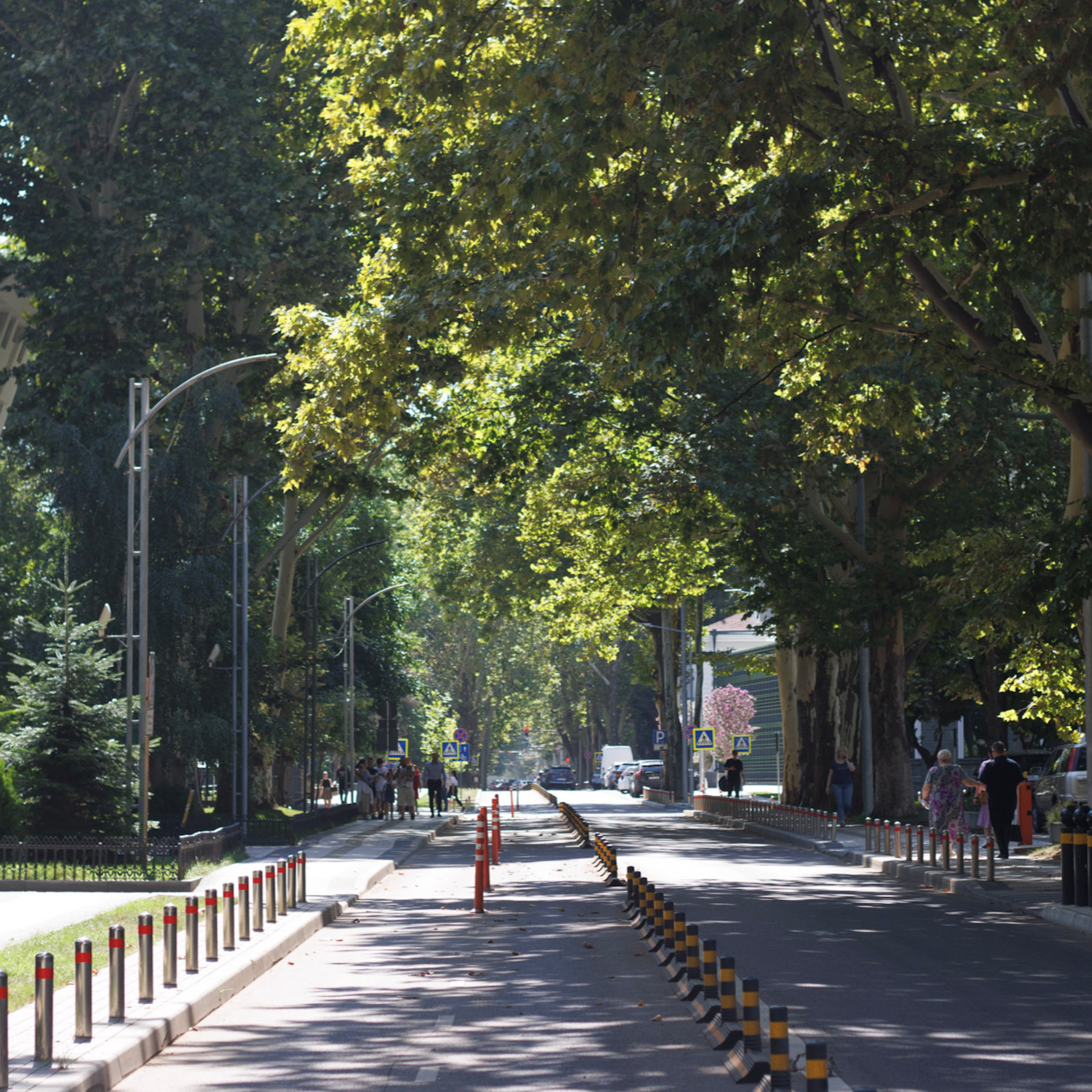 Ce se întâmplă cu copacii din Chișinău? Este Chișinăul un oraș verde sau nu?