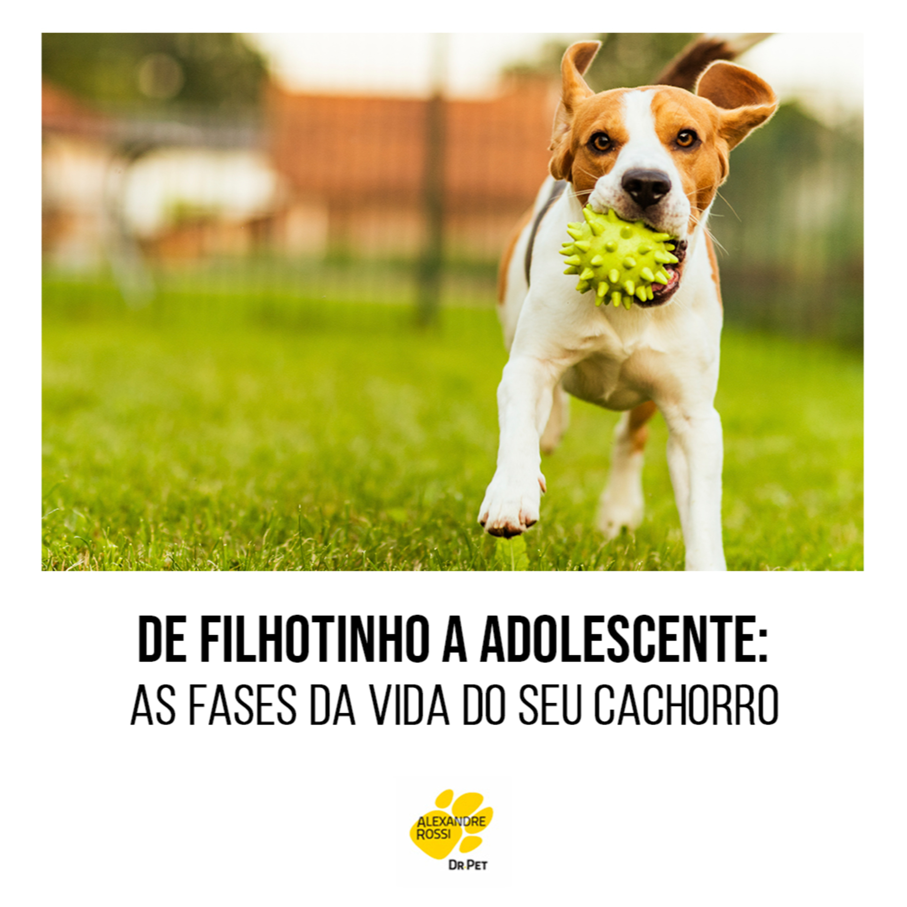 EP 82: De filhotinho a adolescente: as fases da vida do seu cachorro episode artwork