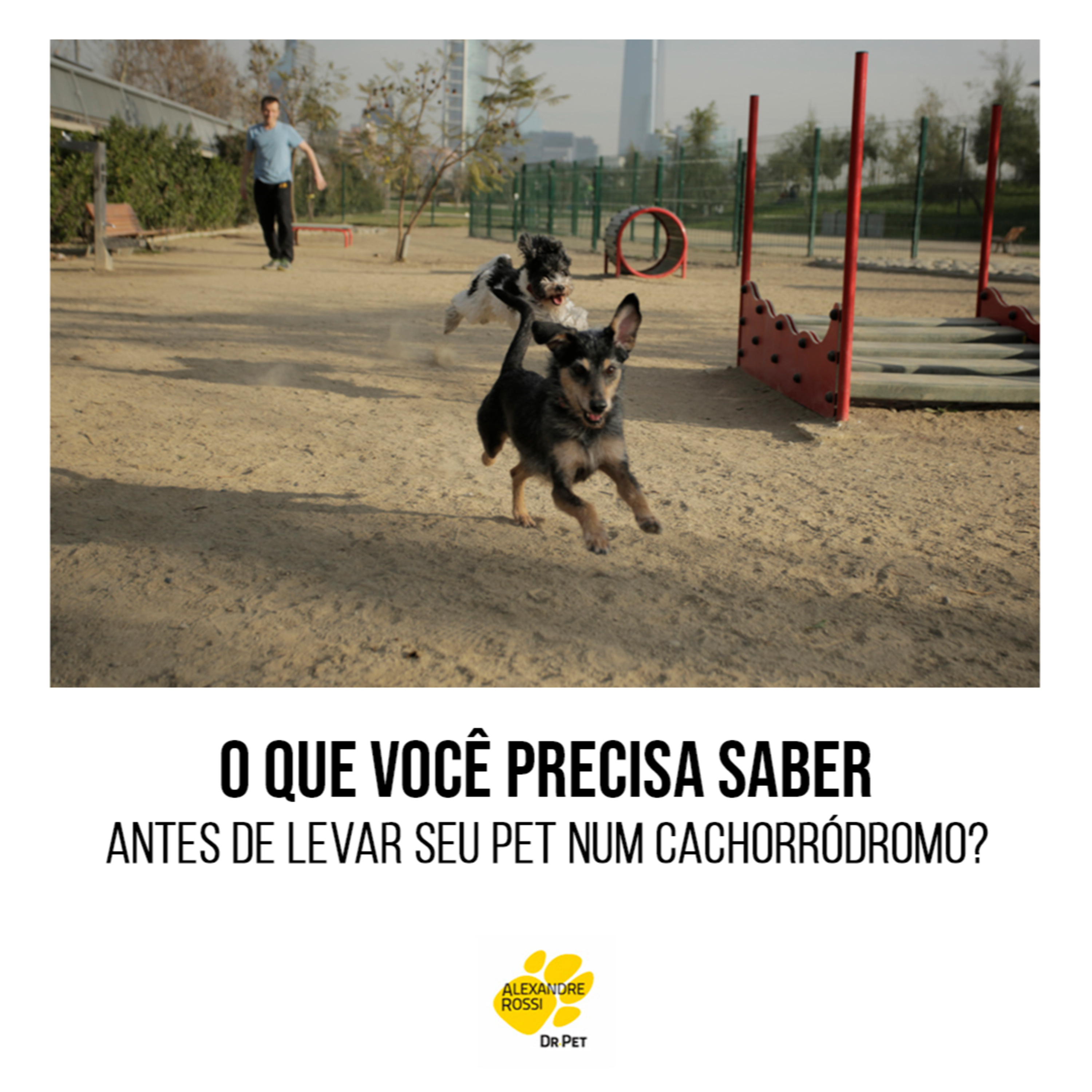 EP 104: O que você precisa saber antes de levar seu pet num cachorródromo  episode artwork