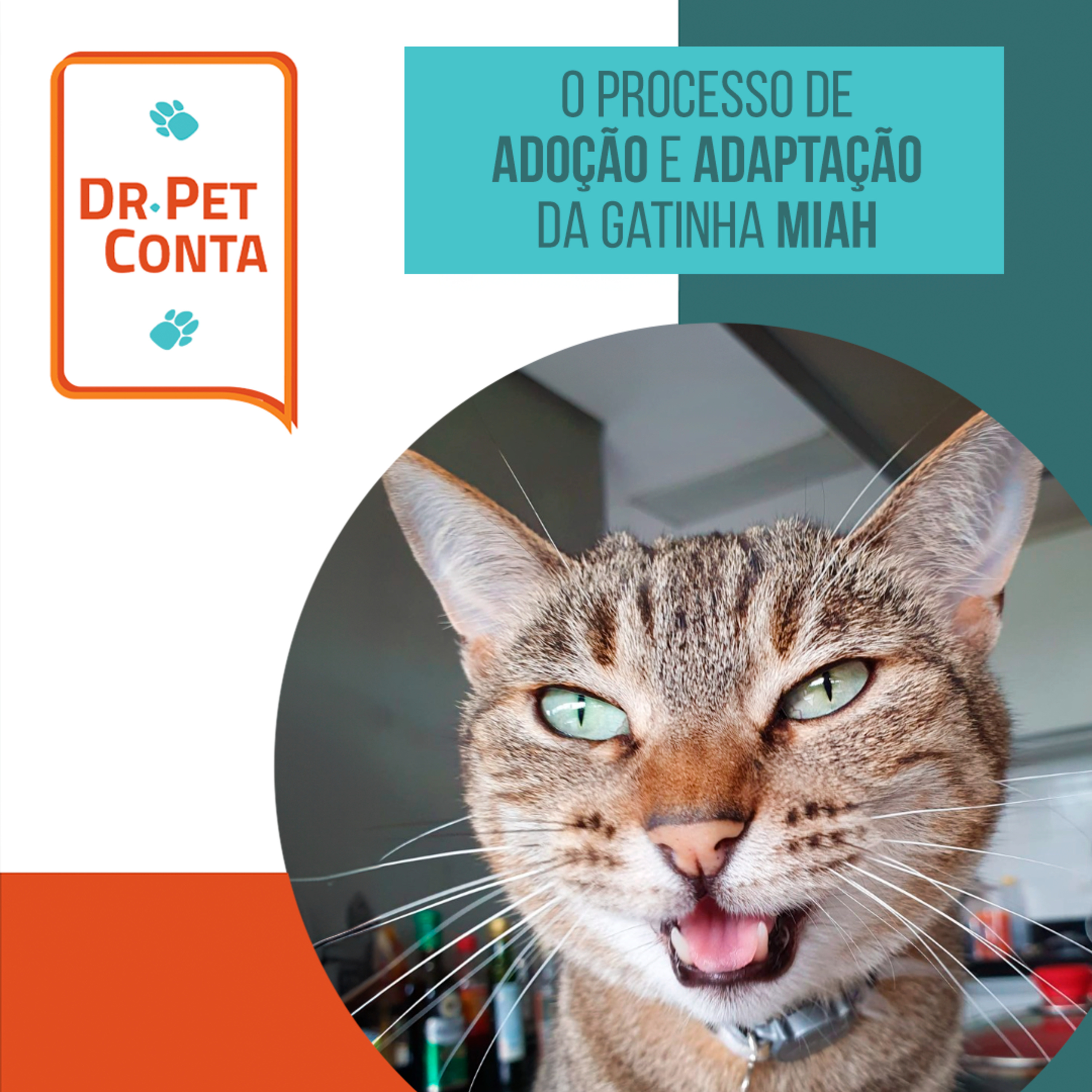 EP 112: Dr Pet conta: o processo de adoção e adaptação da gatinha Miah episode artwork