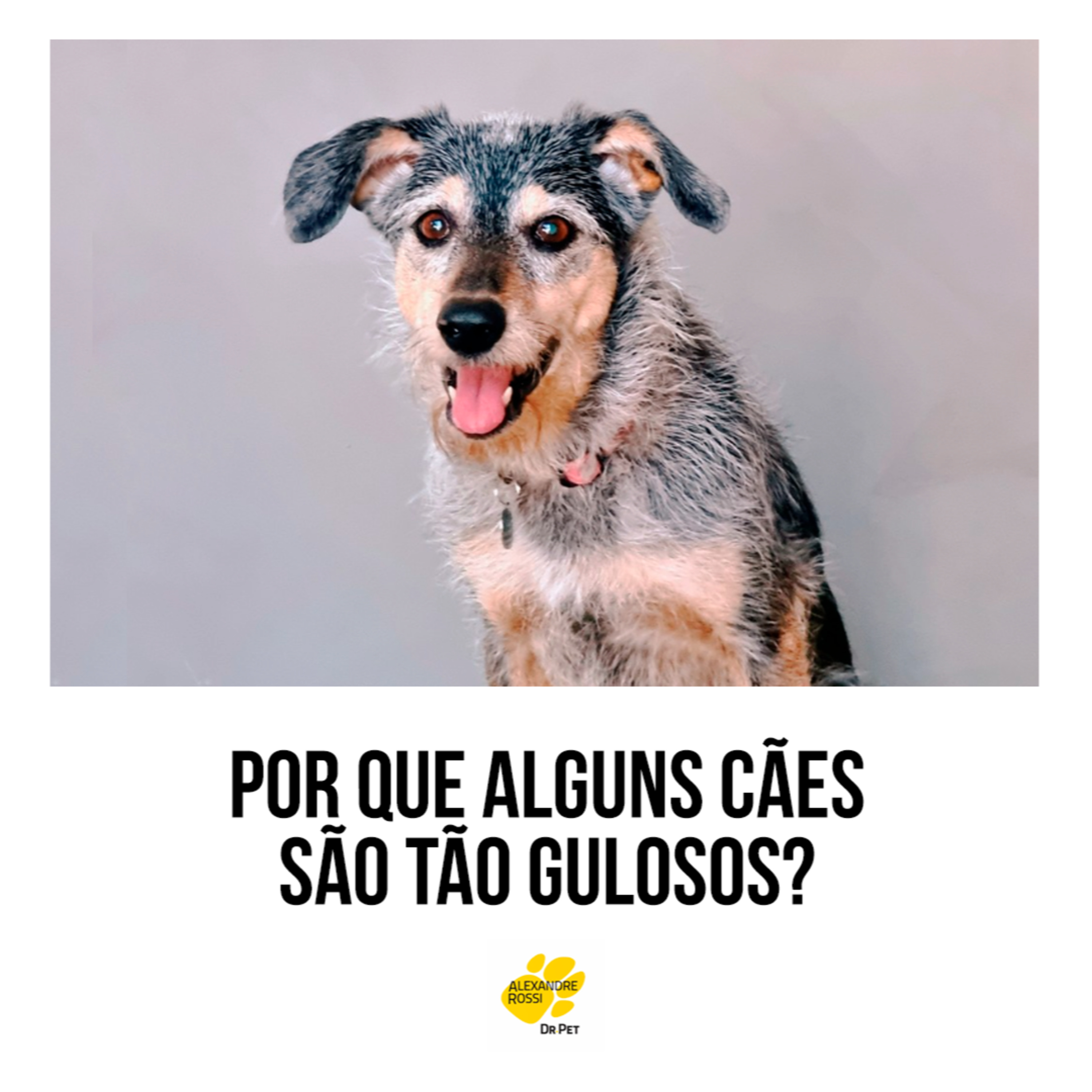 EP 113: Por que alguns cães são tão gulosos? episode artwork
