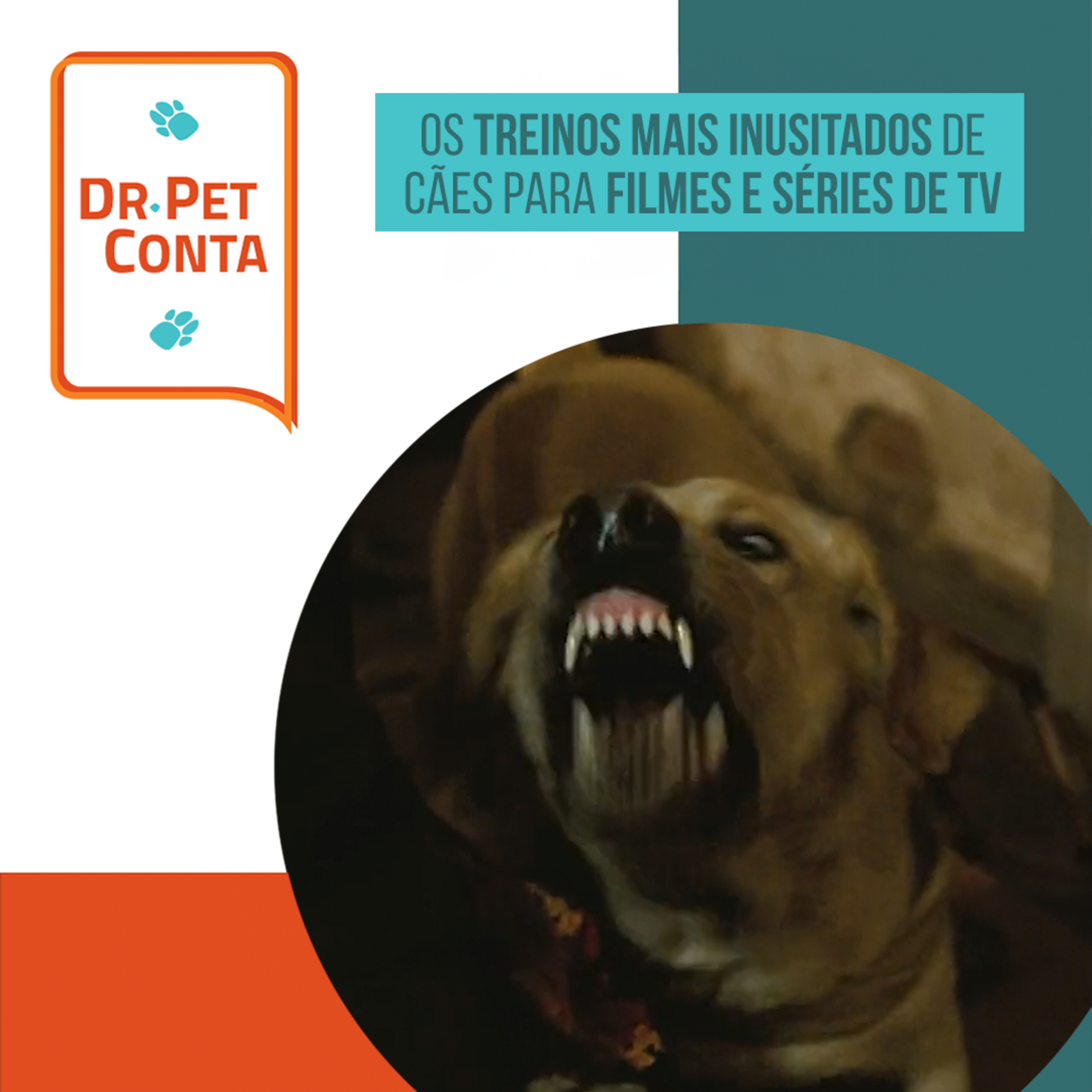 EP 115: Dr Pet conta: os treinos mais inusitados de cães para filmes e séries de TV episode artwork