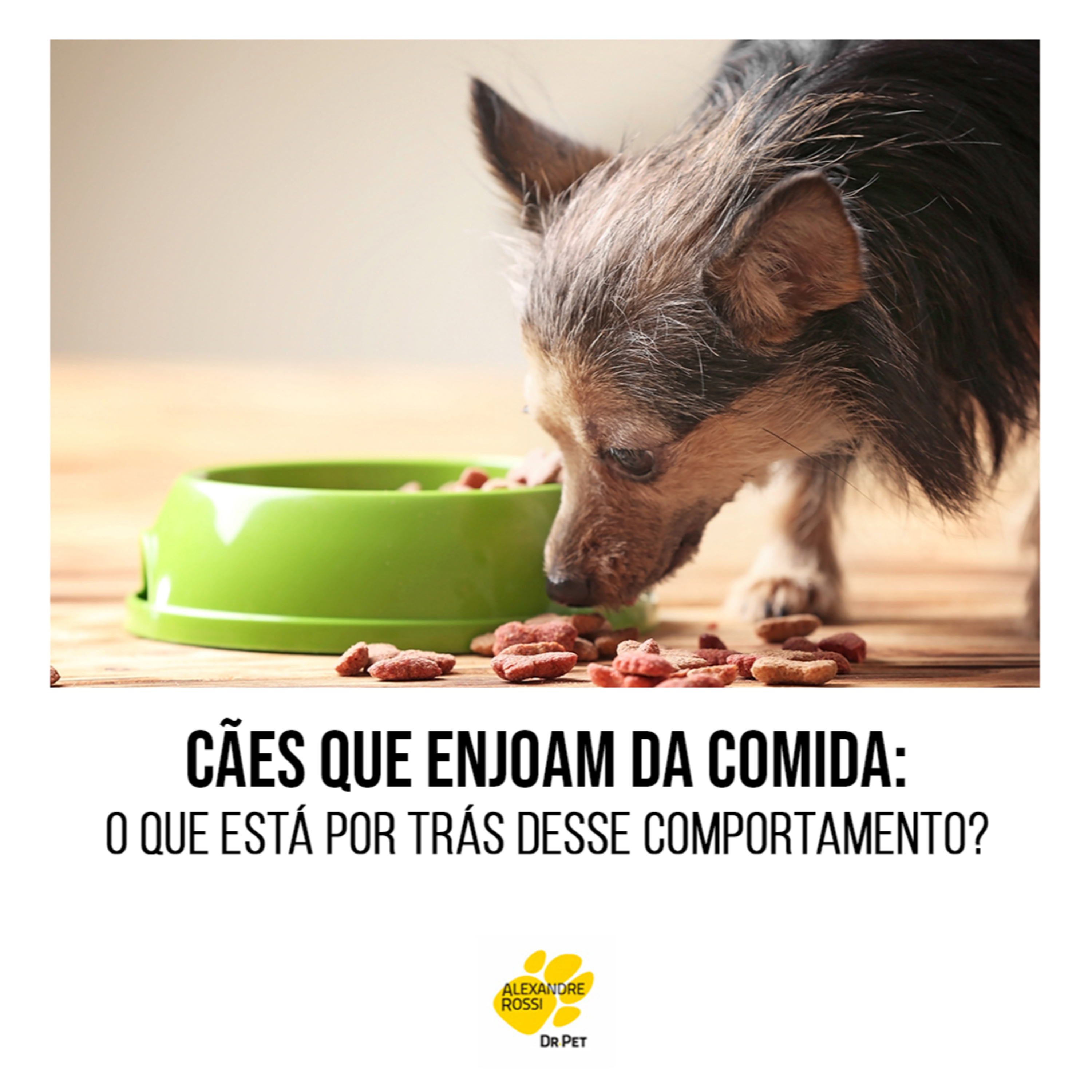 EP 118: Cães que enjoam da comida: o que está por trás desse comportamento episode artwork