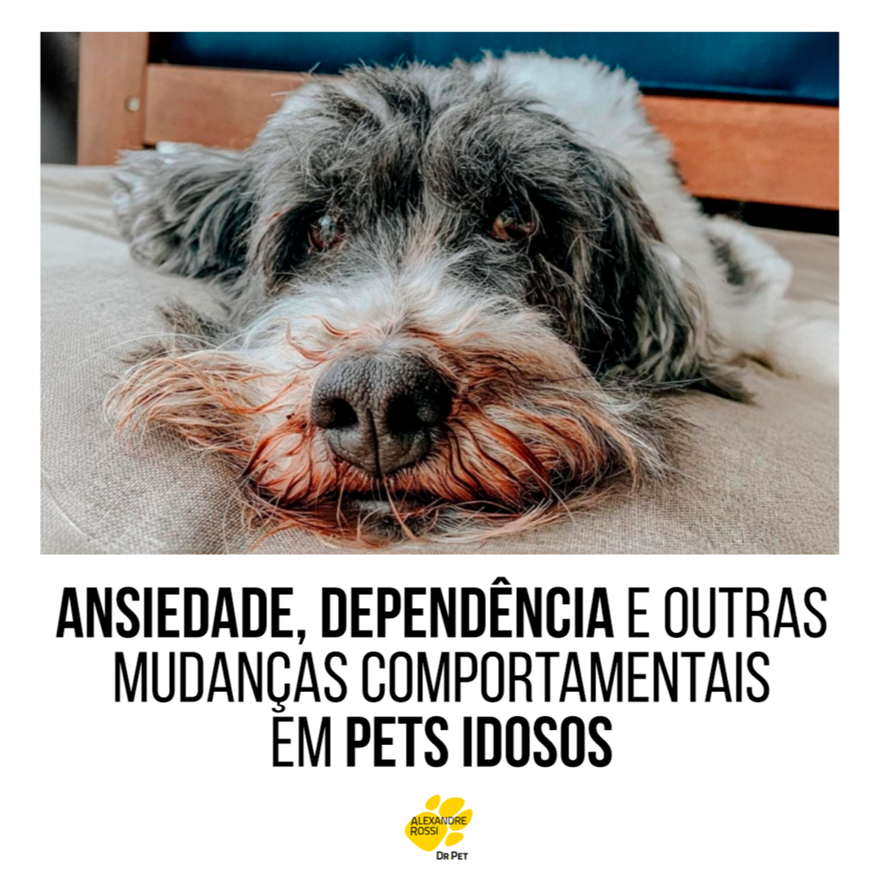 EP 121: Ansiedade, dependência e outras mudanças comportamentais em pets idosos episode artwork