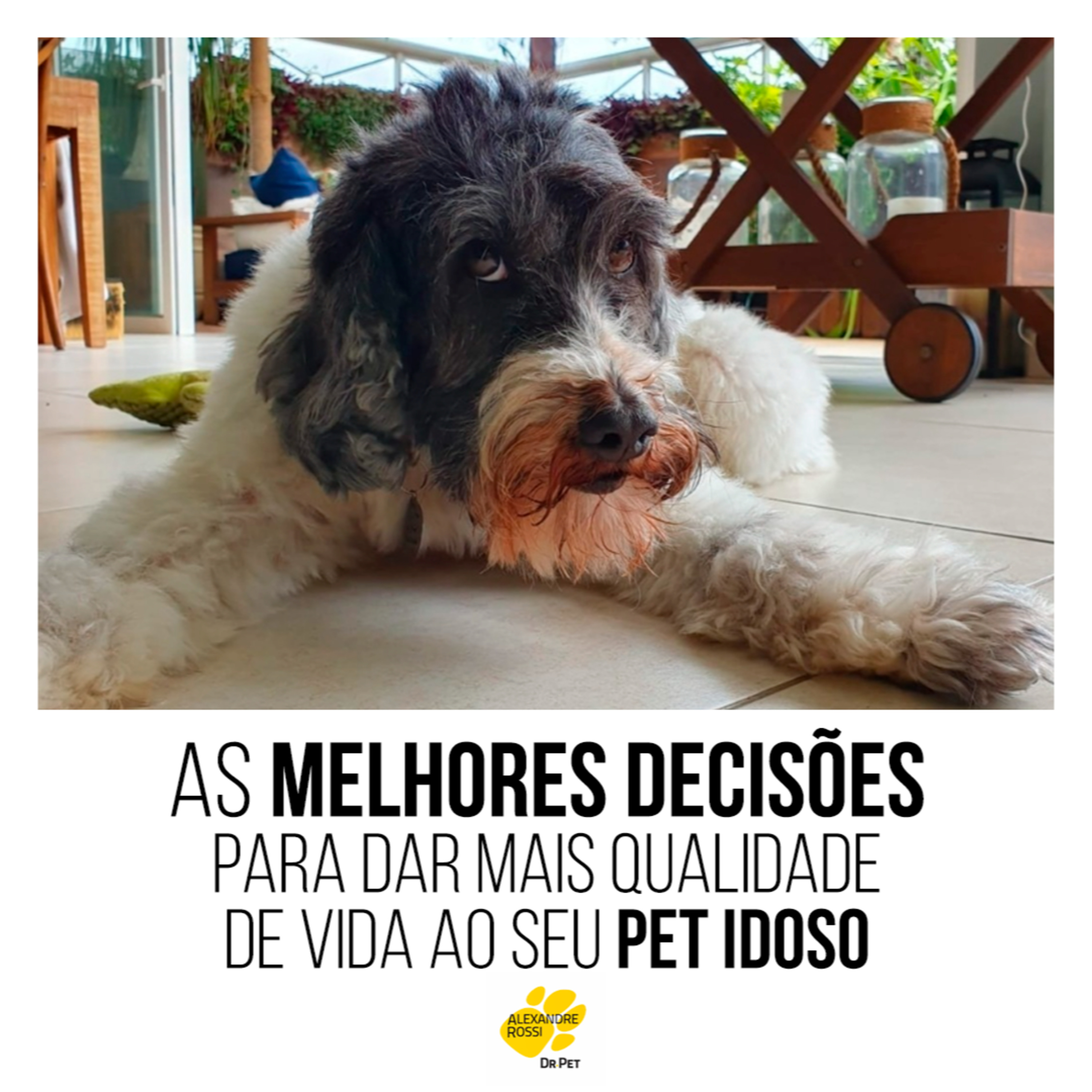 EP 123: As melhores decisões para dar MAIS QUALIDADE DE VIDA AO SEU PET IDOSO episode artwork