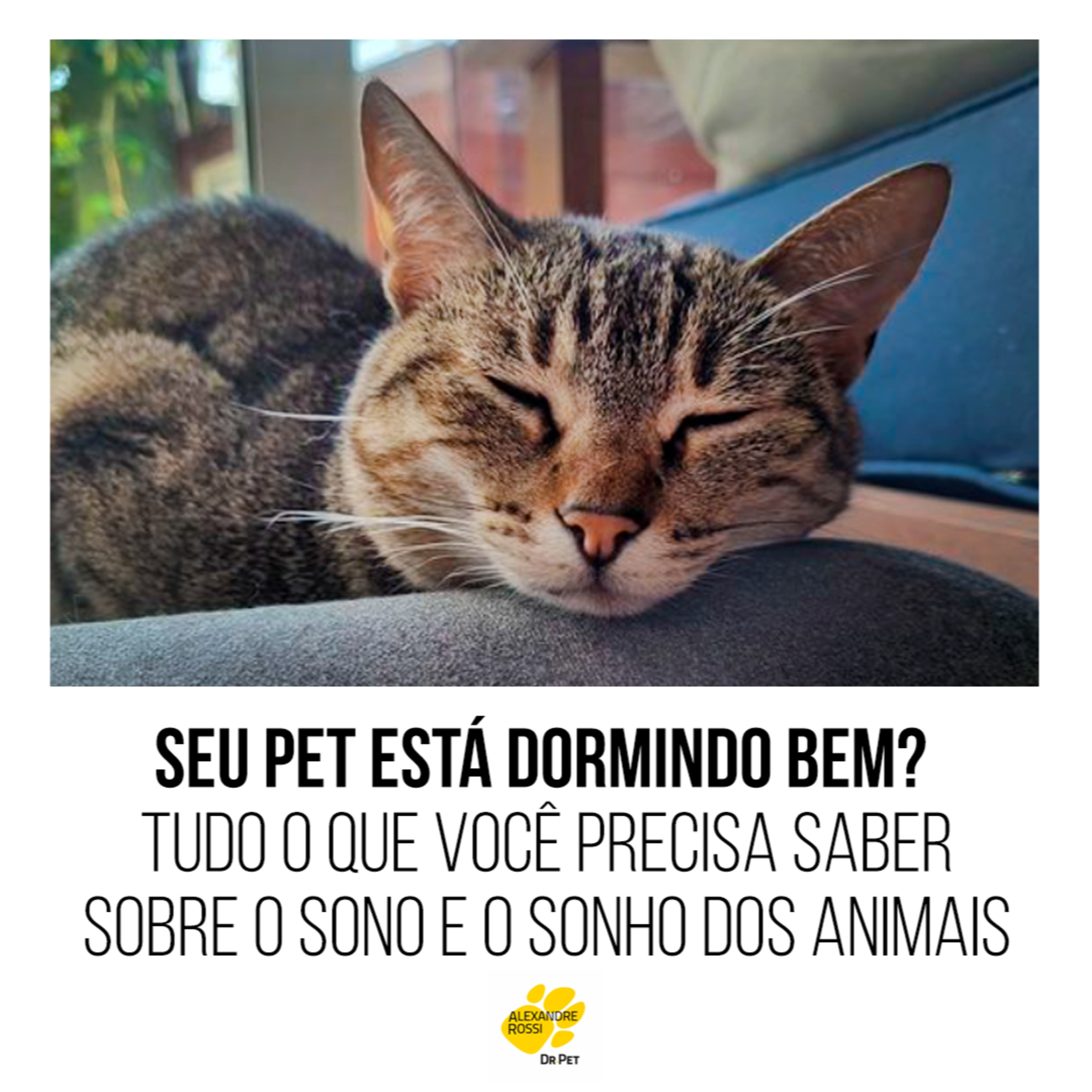 EP 130: Seu pet está dormindo bem? Tudo o que você precisa saber sobre o sono e o sonho dos animais episode artwork