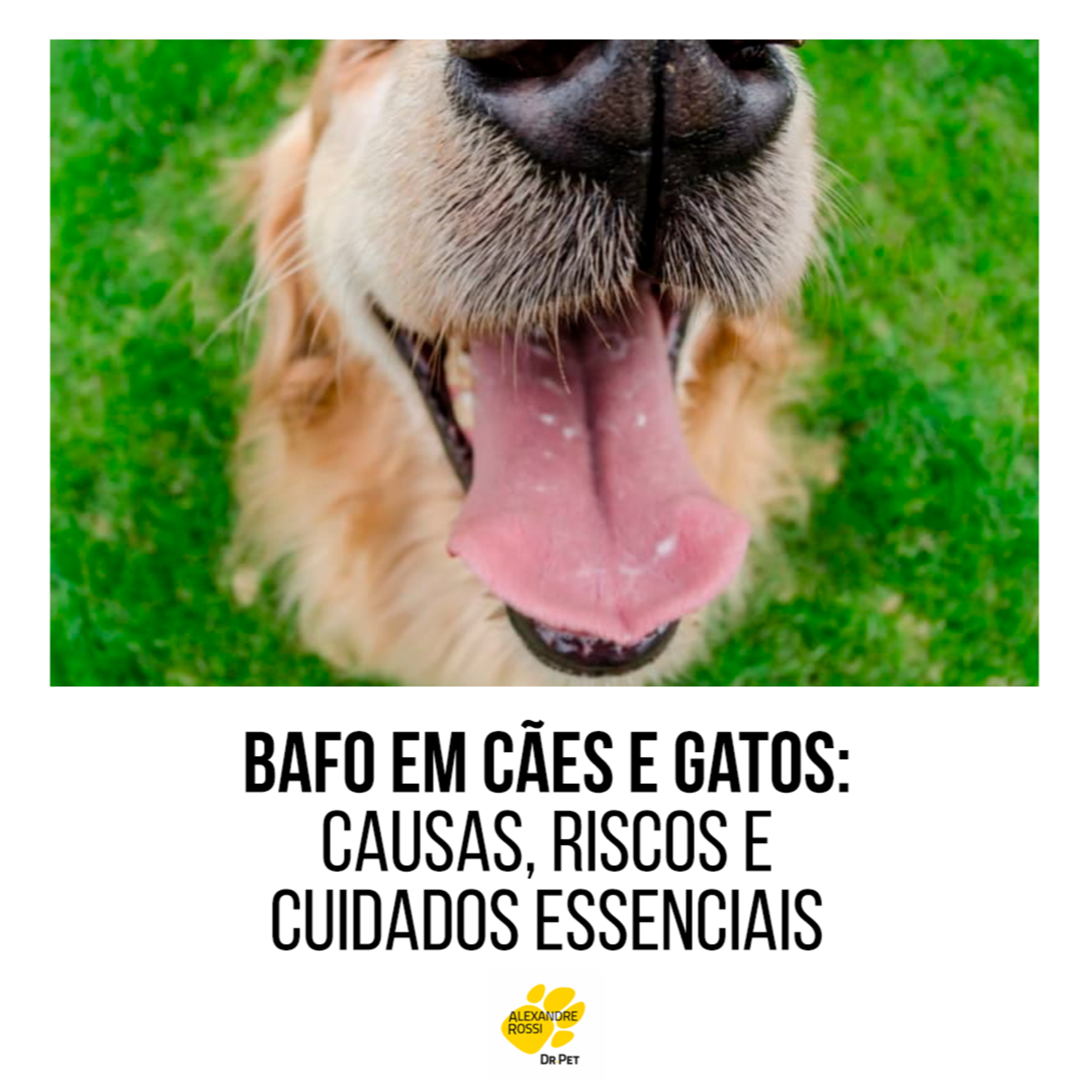 Podcast do Dr Pet