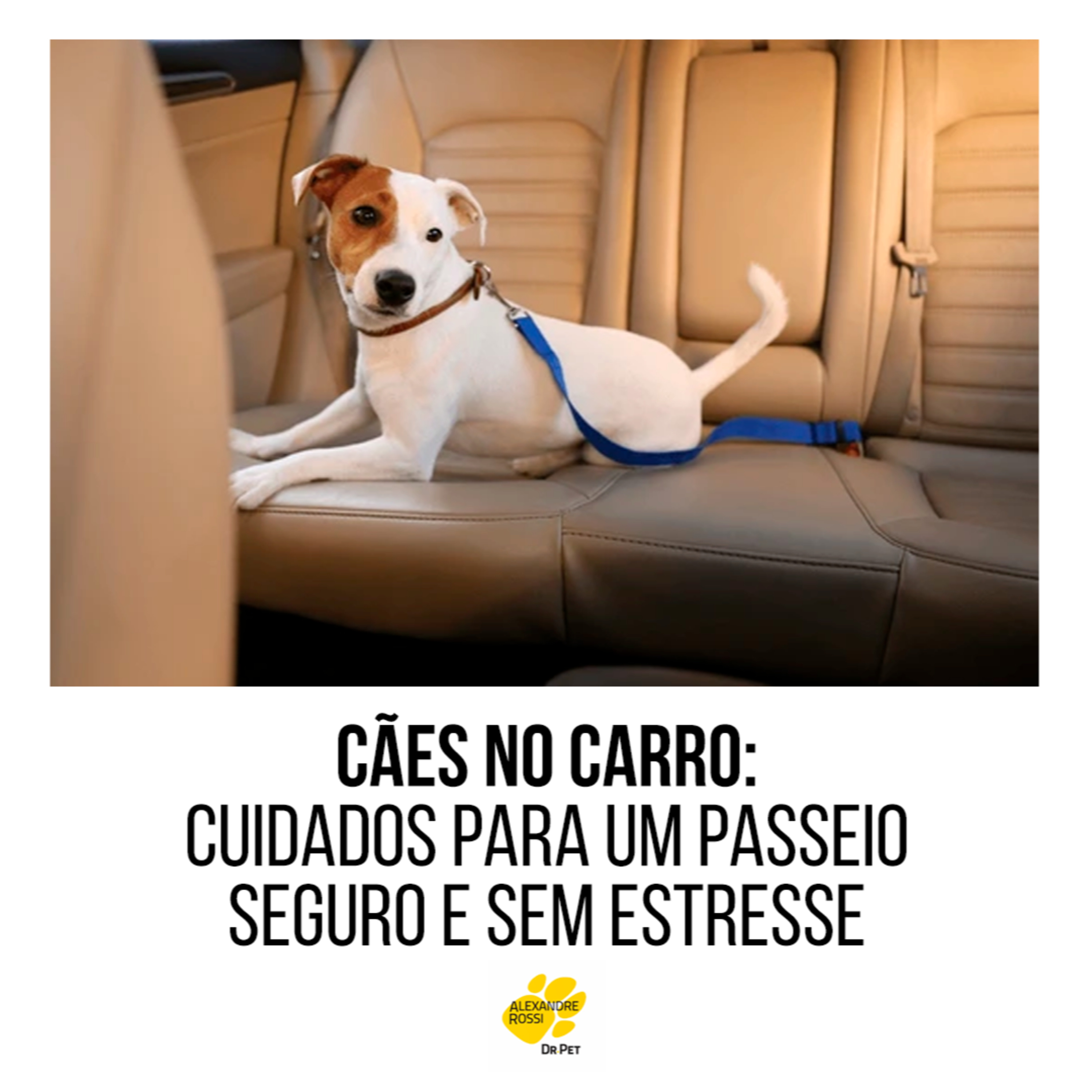 EP 185: Cães no carro: cuidados para um passeio seguro e sem estresse  episode artwork